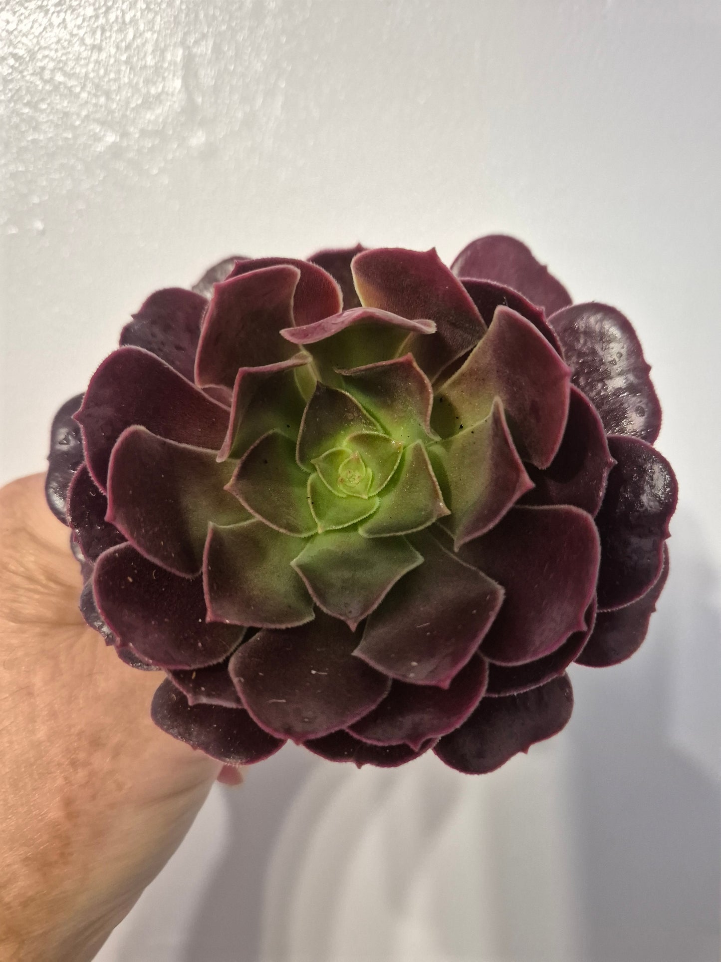 Aeonium Bundle Of 4 Unrooted | Pink Lady | White Garnet| Toffee Apple|Black Rose