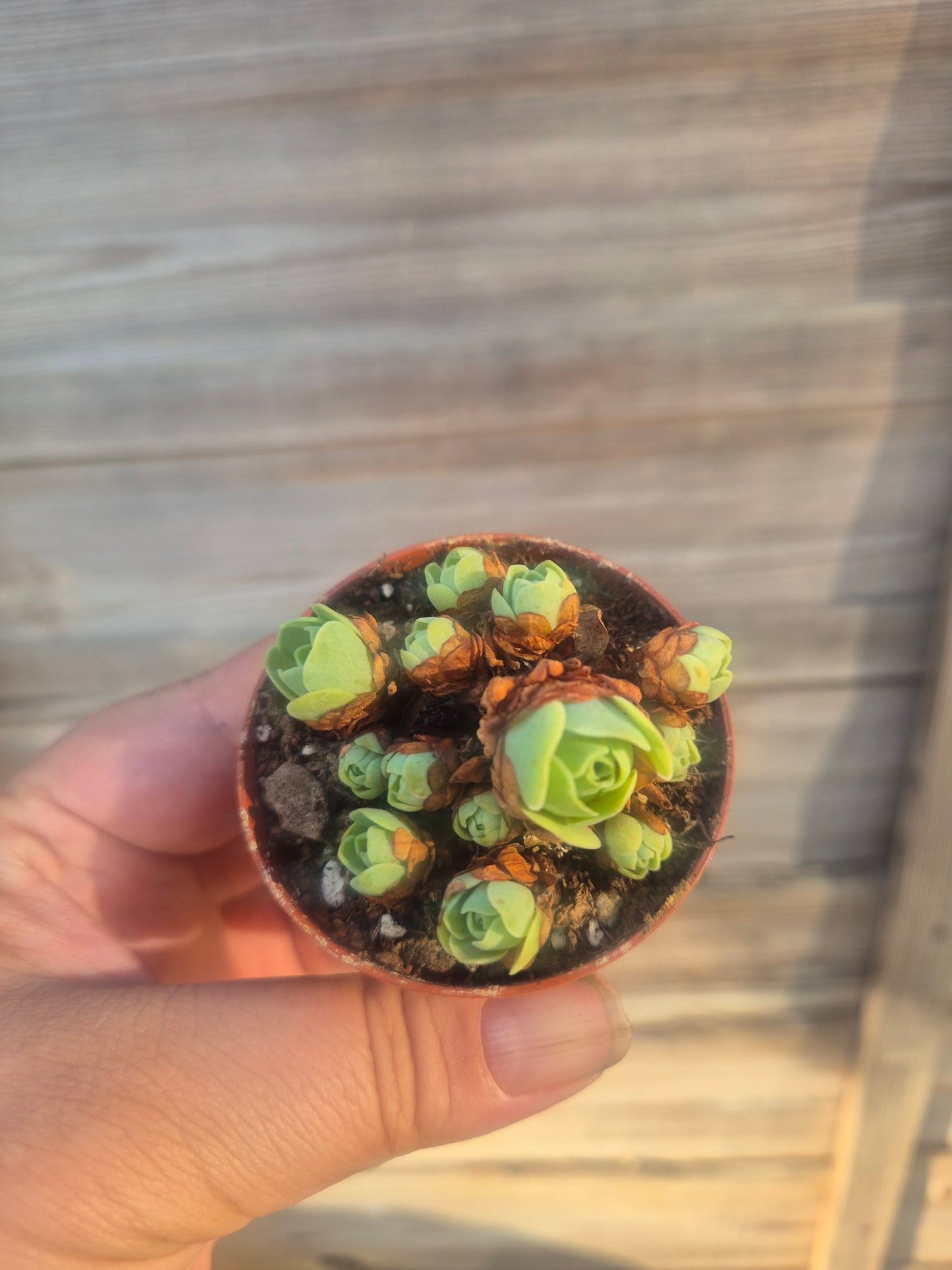 Mountain rose Aeonium greenovia