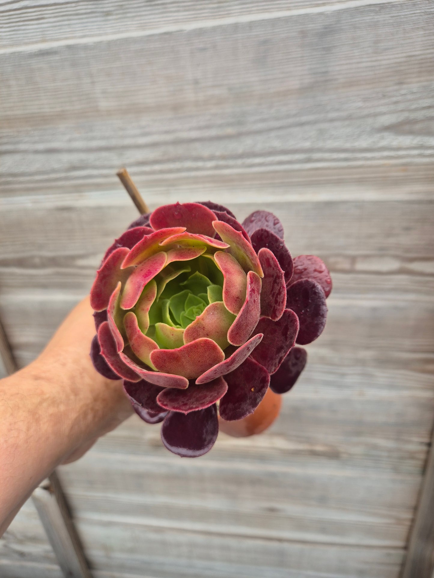 Aeonium Black Rose