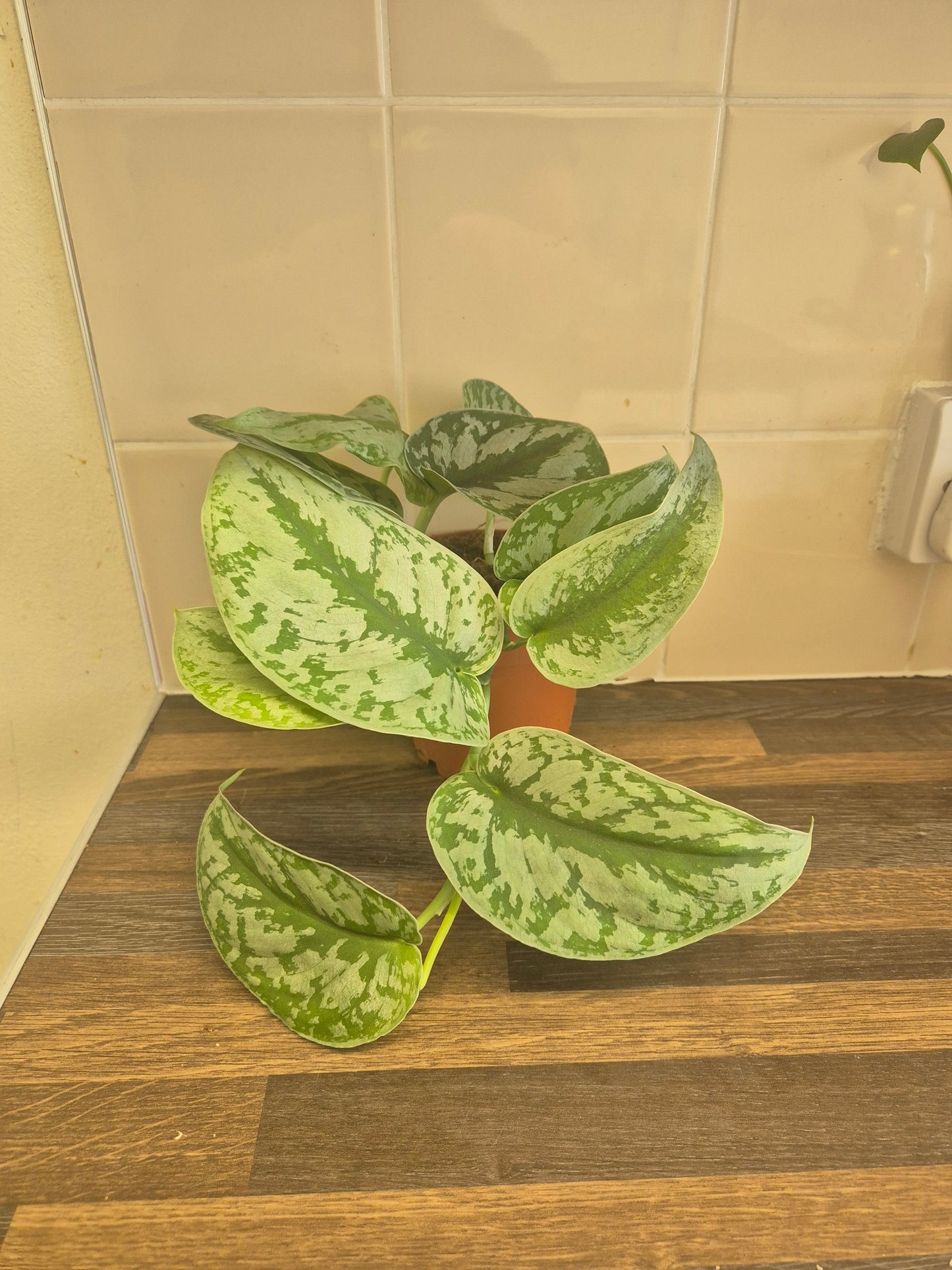 Scindapsus Pictus Exotica Treubii | Trebie | Silver Satin Rare | 12cm Pot