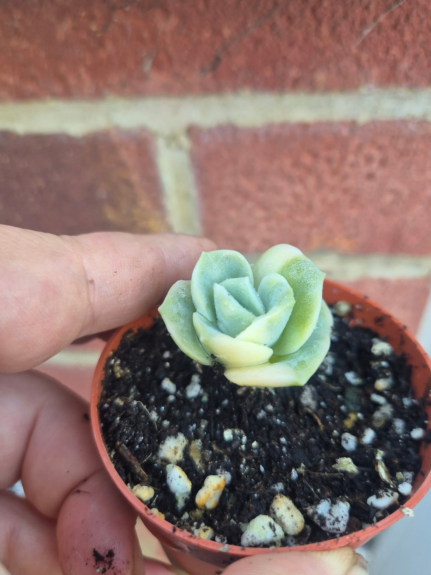 Lovely rose Variegated