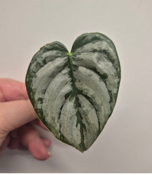 2xPhilodendron Brandtianum Single Leaf Plants | Unrooted | Rare Aroid Houseplant