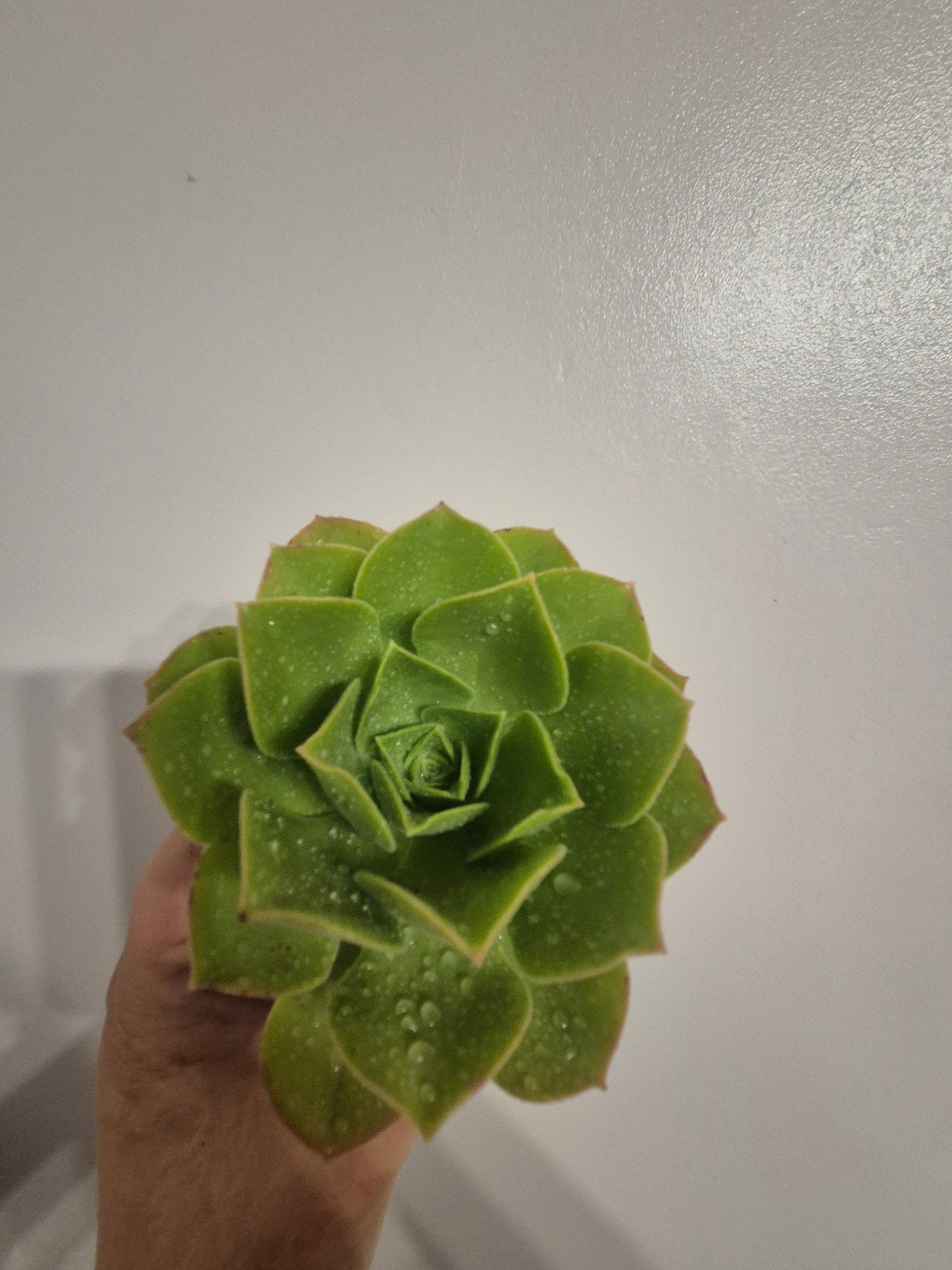 Aeonium caneriense variegated