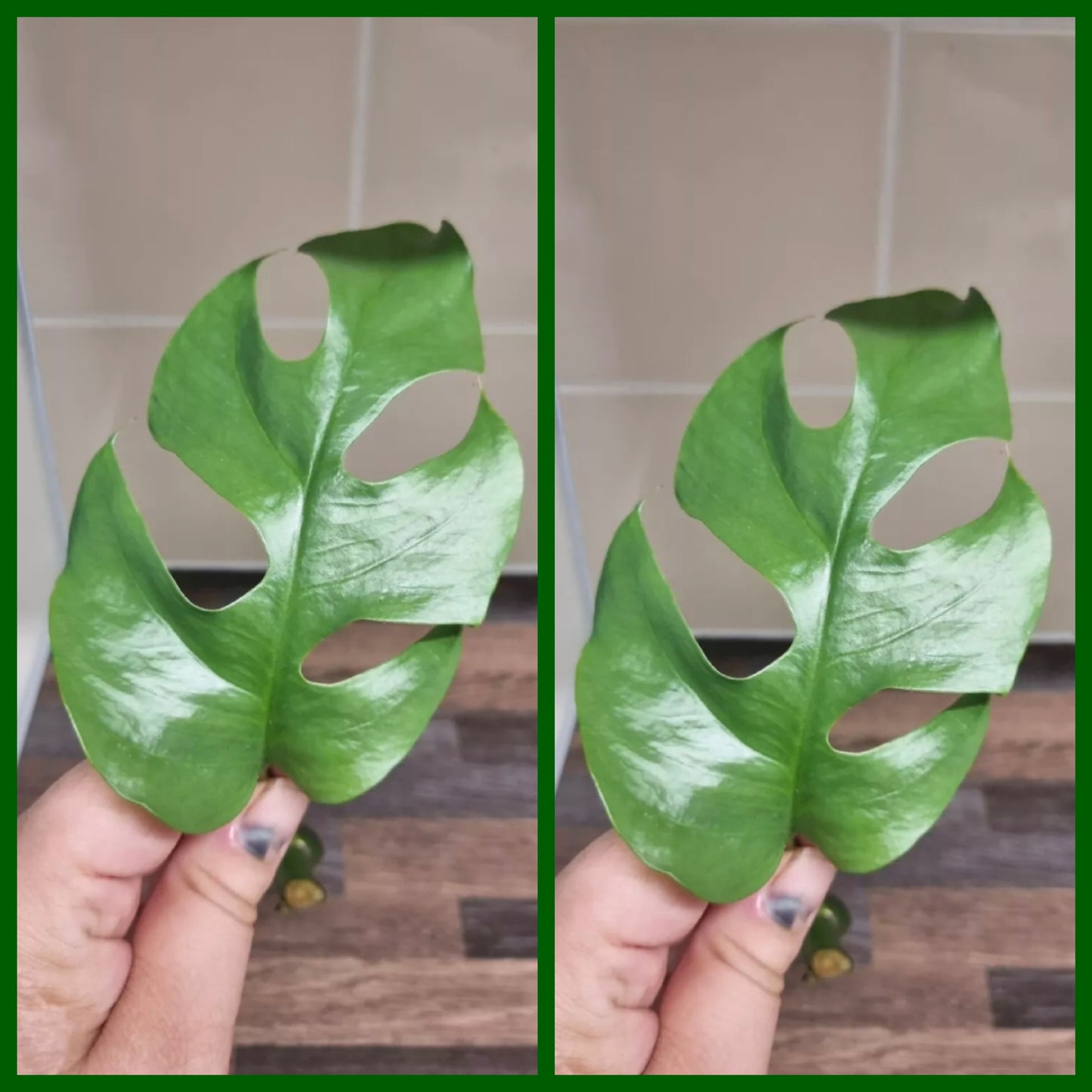 2x Monstera Minima Cutting Rhaphidophora Tetrasperma Cutting Rare House Plant