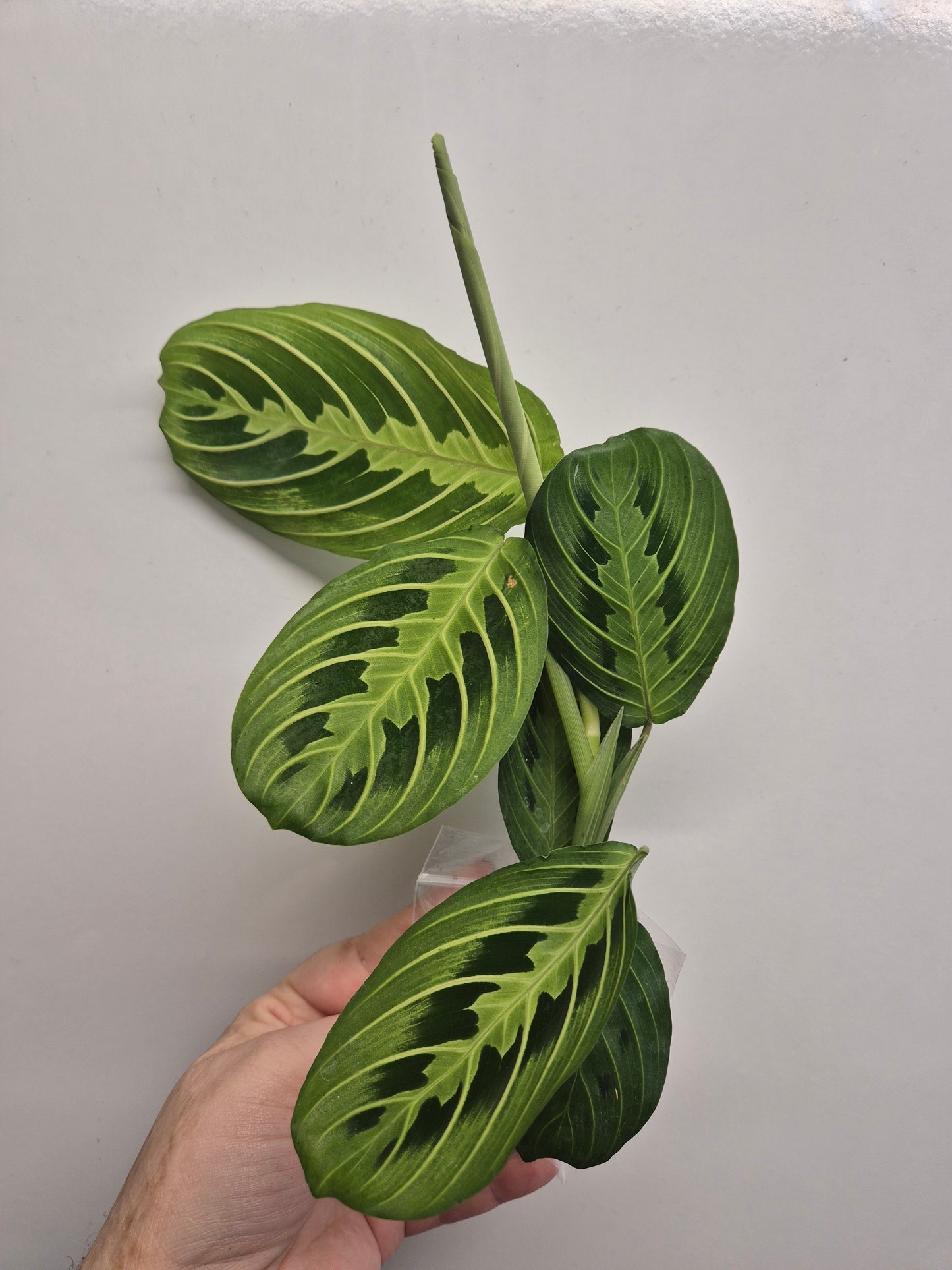 Maranta Lemon Lime | Sent Bare Rooted | Maranta Facinator | Prayer Houseplant