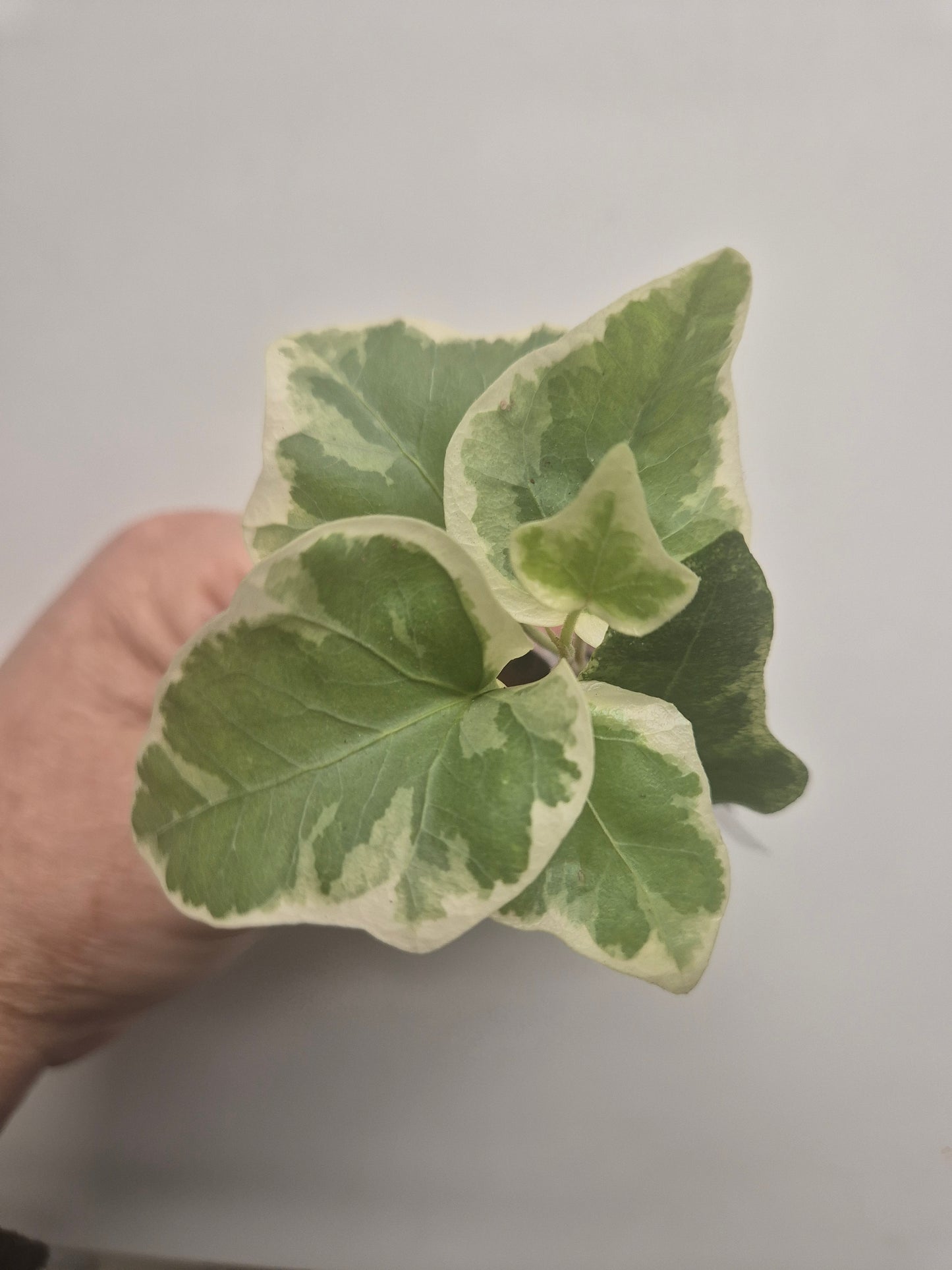 3x English Ivy Bundle | Plug Plant | White Wonder | Triangular | Goldchild ivy