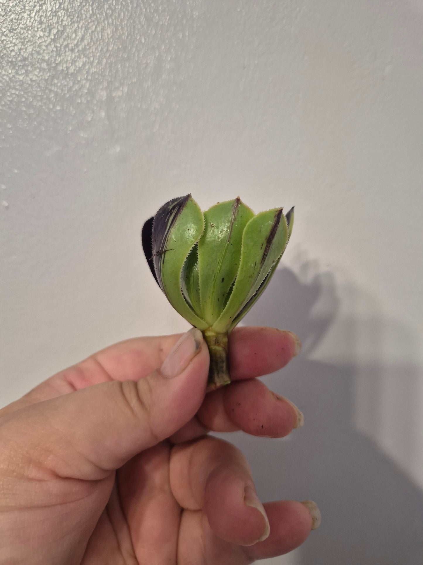 Aeonium Bundle Of 4 Unrooted | Super Bang | Mona Lisa| White Garnet | Mardi Gras