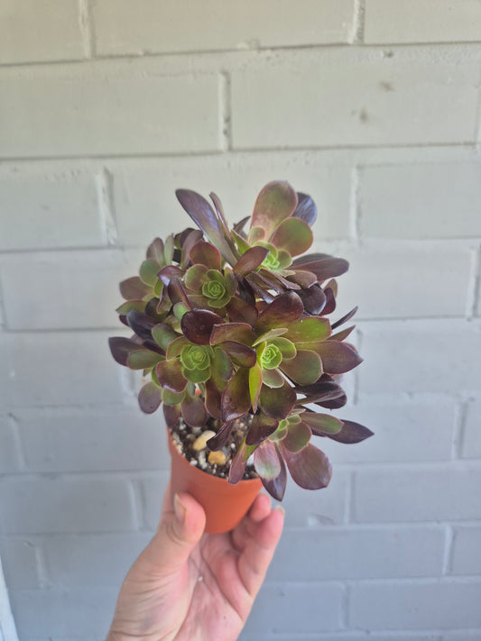 Aeonium Velour Well Rooted Plant | Multihead succulent Houseplant 9cm Pot