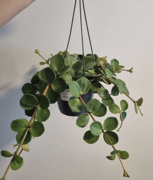 Peperomia Hope | In a 12cm Hanging Pot | Trailing Succulent House Plant | RARE