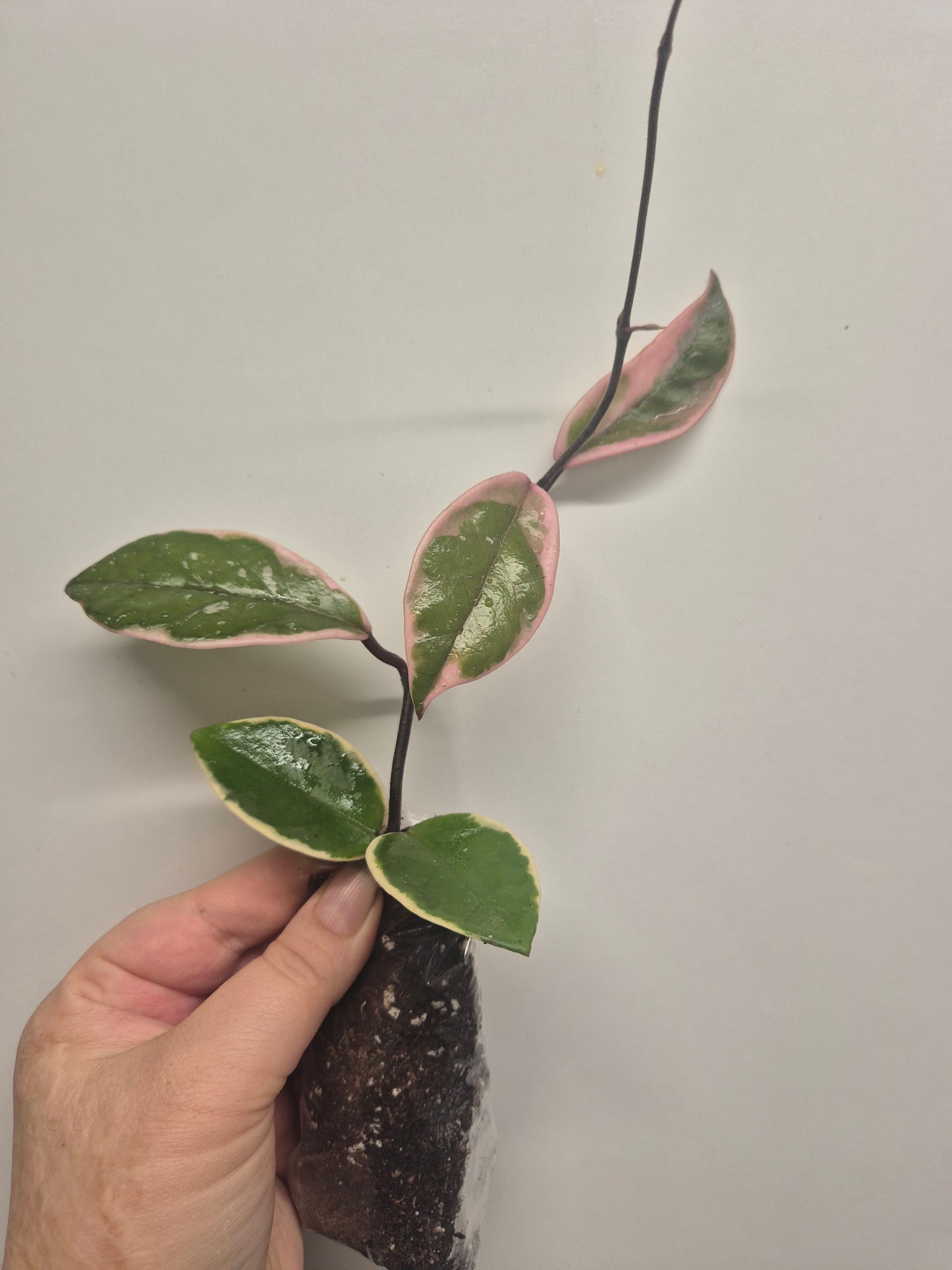 Hoya Carnosa Flamingo Dream  Variegated Well Rooted Plant Rare wax plant