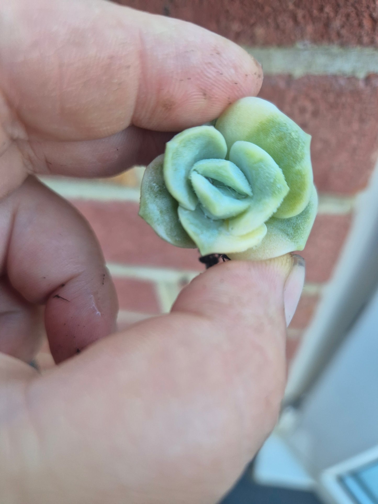 Lovely rose Variegated