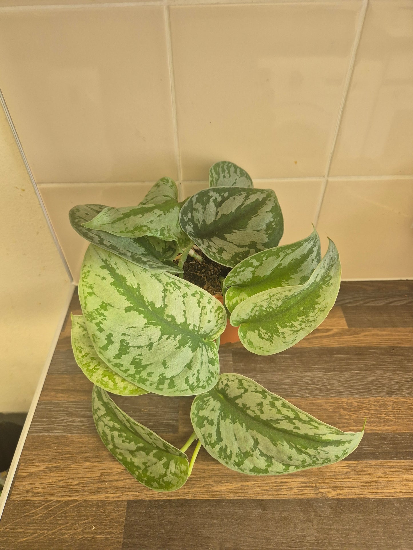 Scindapsus Pictus Exotica Treubii | Trebie | Silver Satin Rare | 12cm Pot