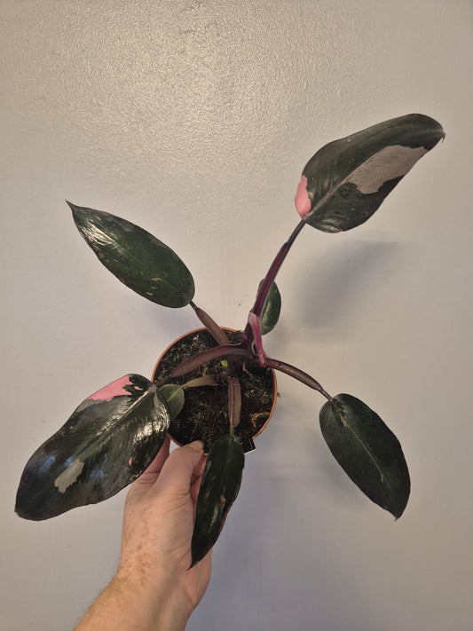 Philodendron pink Princess | Beautiful pink Variegation | 12cm Pot |Rare Plant