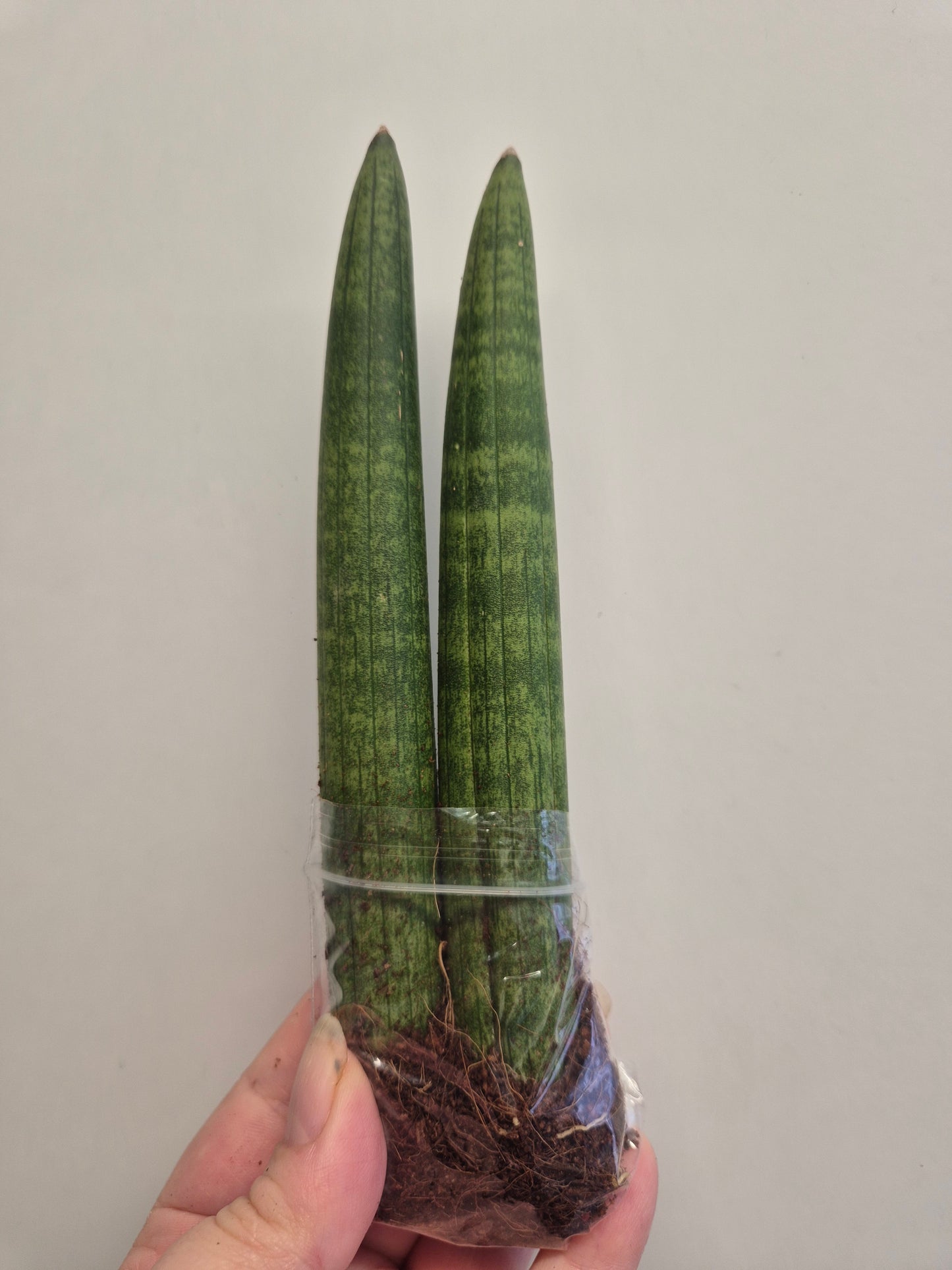 2xSansevieria cylindrica | Spear  Sansevieria | Cylindrical Snake Plant Indoor