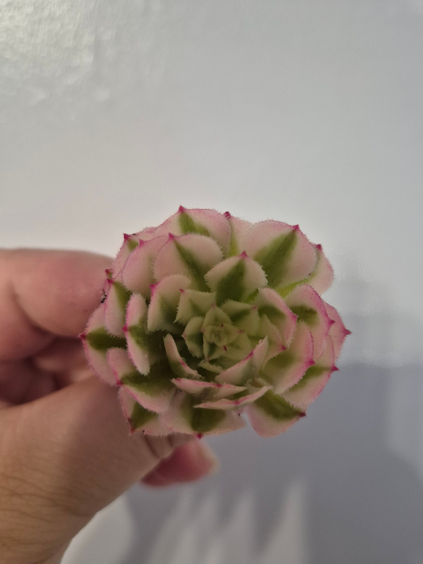 Aeonium Bundle Of 4 Unrooted | Pink Lady | White Garnet| Toffee Apple|Black Rose