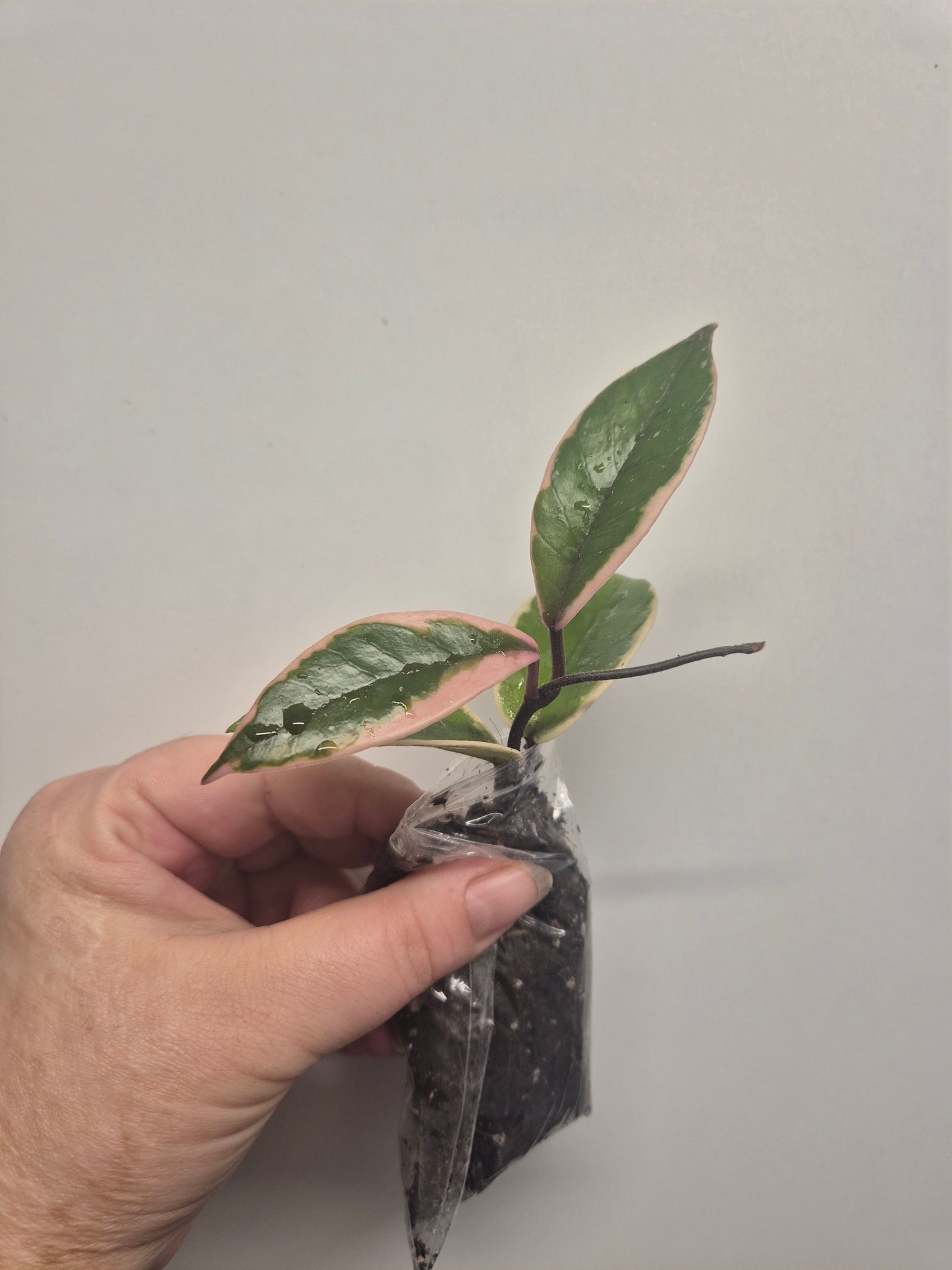 Hoya Carnosa Flamingo Dream  Variegated Well Rooted Plant Rare wax plant