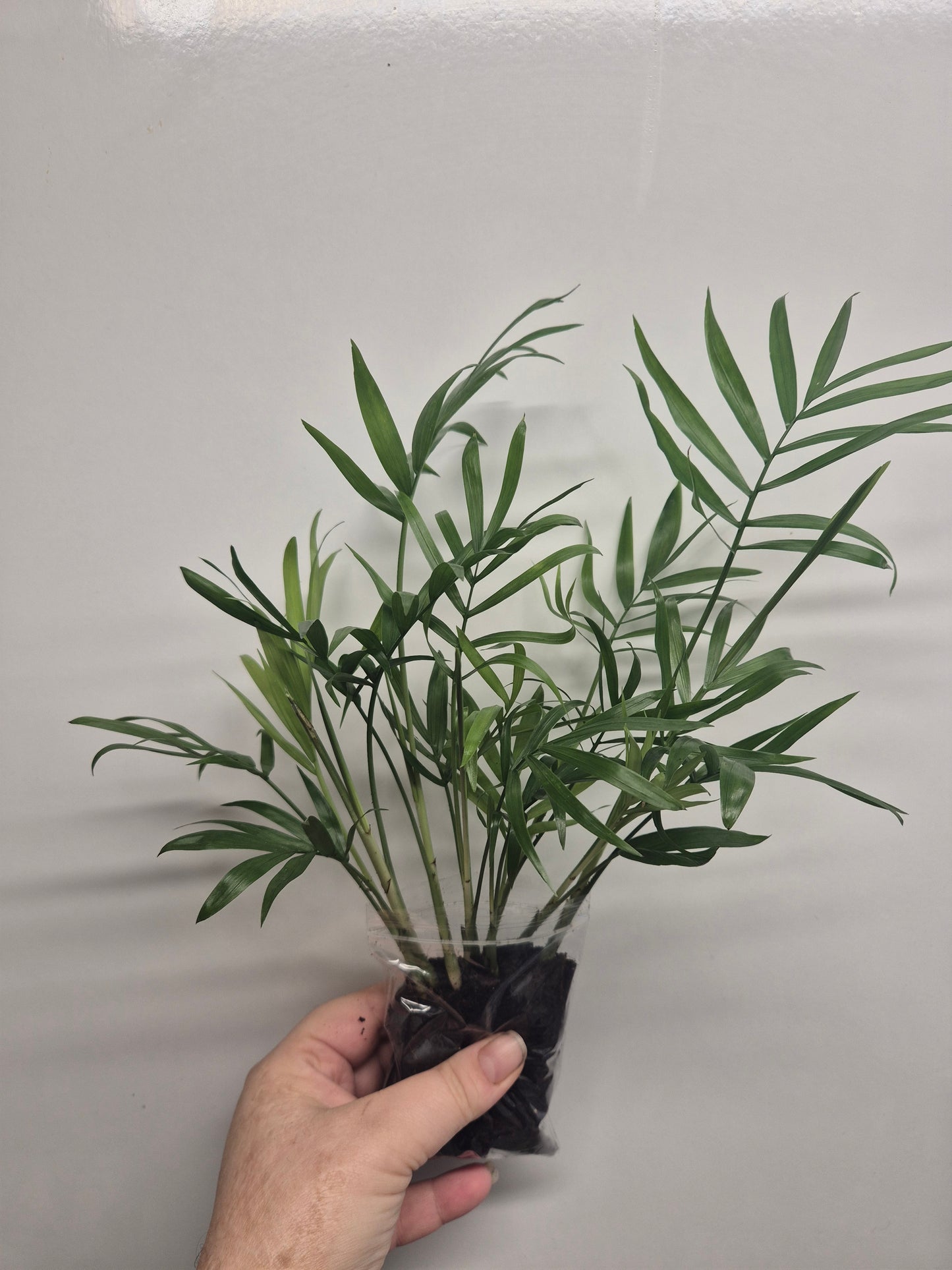 Parlour Palm plant x10 well rooted stems - Chamaedorea Elegans - Houseplant