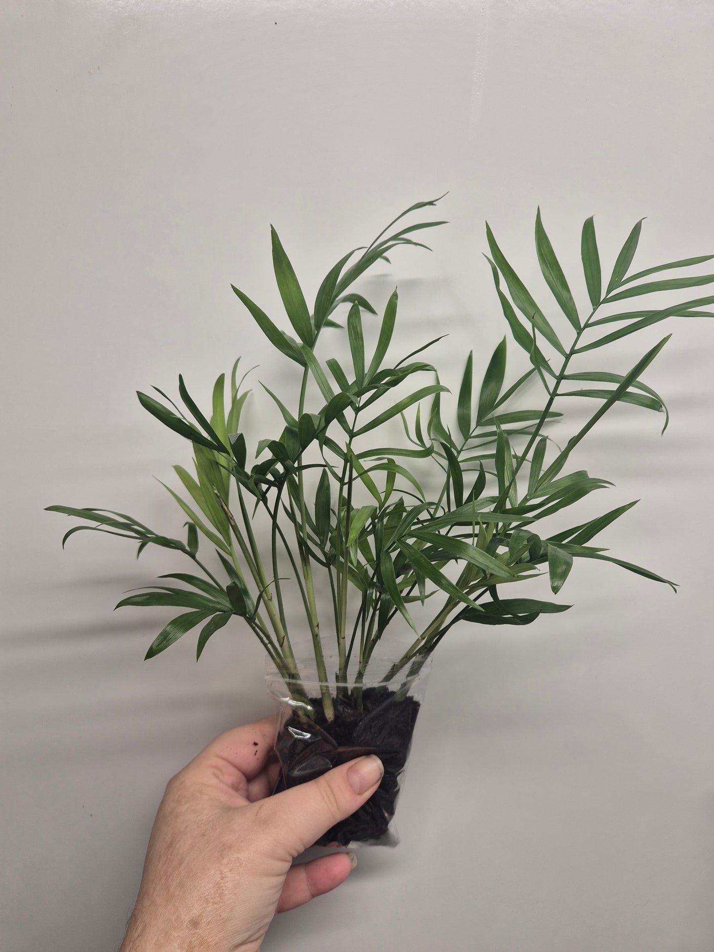 Parlour Palm plant x10 well rooted stems - Chamaedorea Elegans - Houseplant