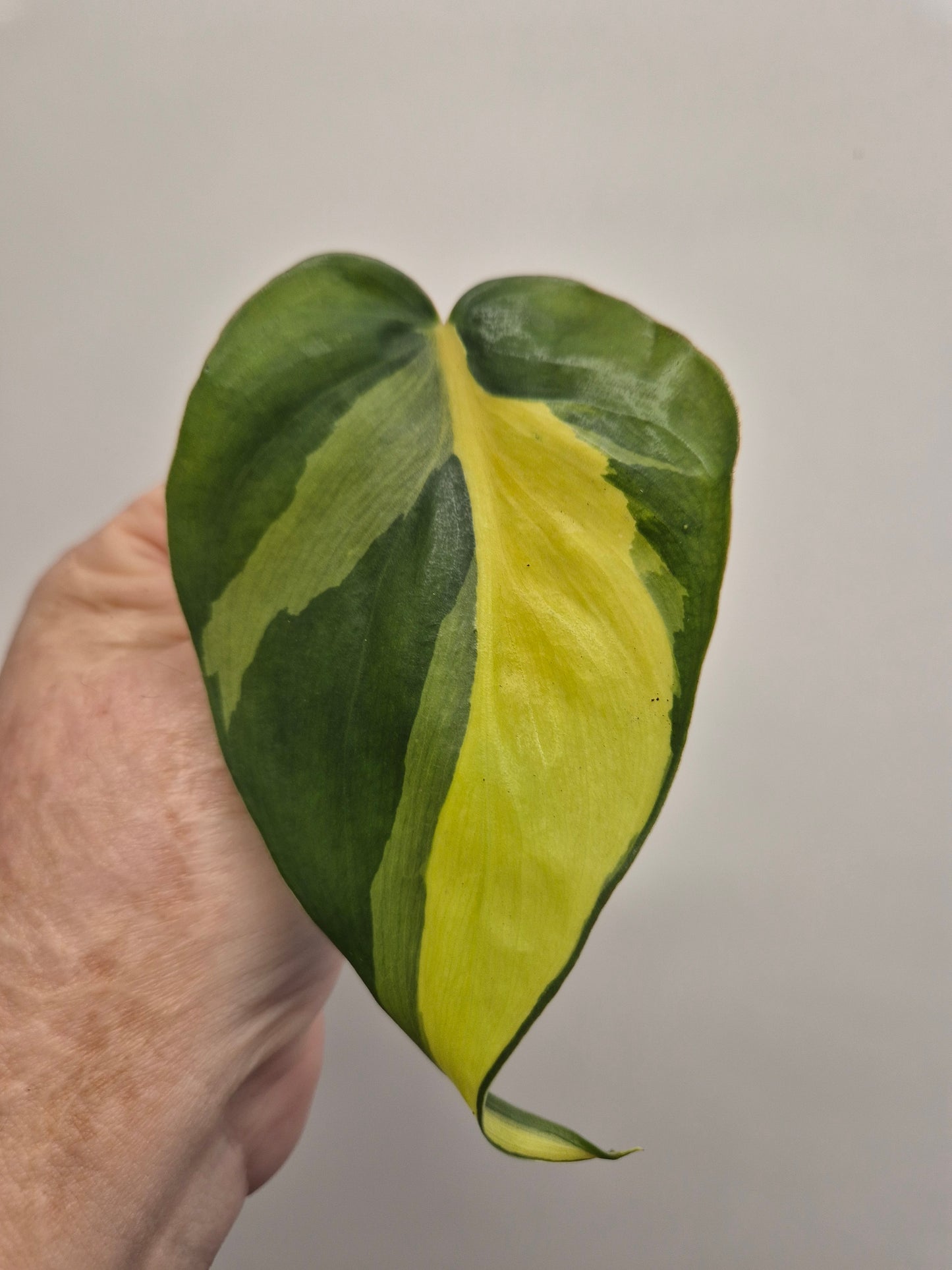 6x Pothos / Philodendron Cutting Bundle