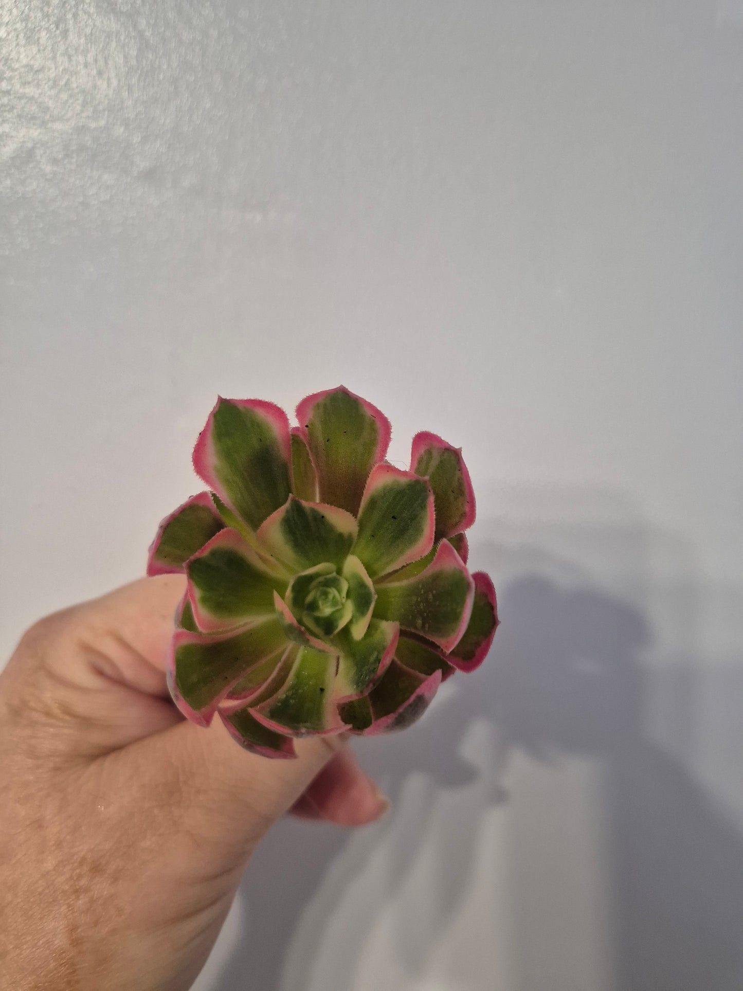 Aeonium Bundle Of 4 Unrooted | Pink Lady | White Garnet| Toffee Apple|Black Rose