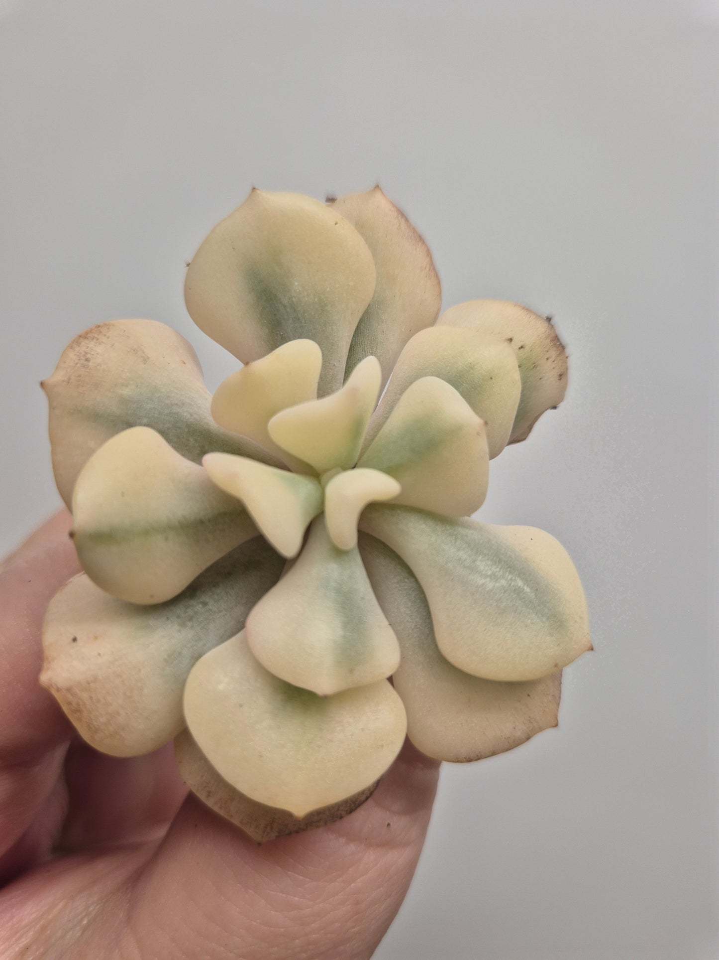 Echeveria Cubic Frost Variegated |  Beautiful Collectors Succulent Rooted Plant