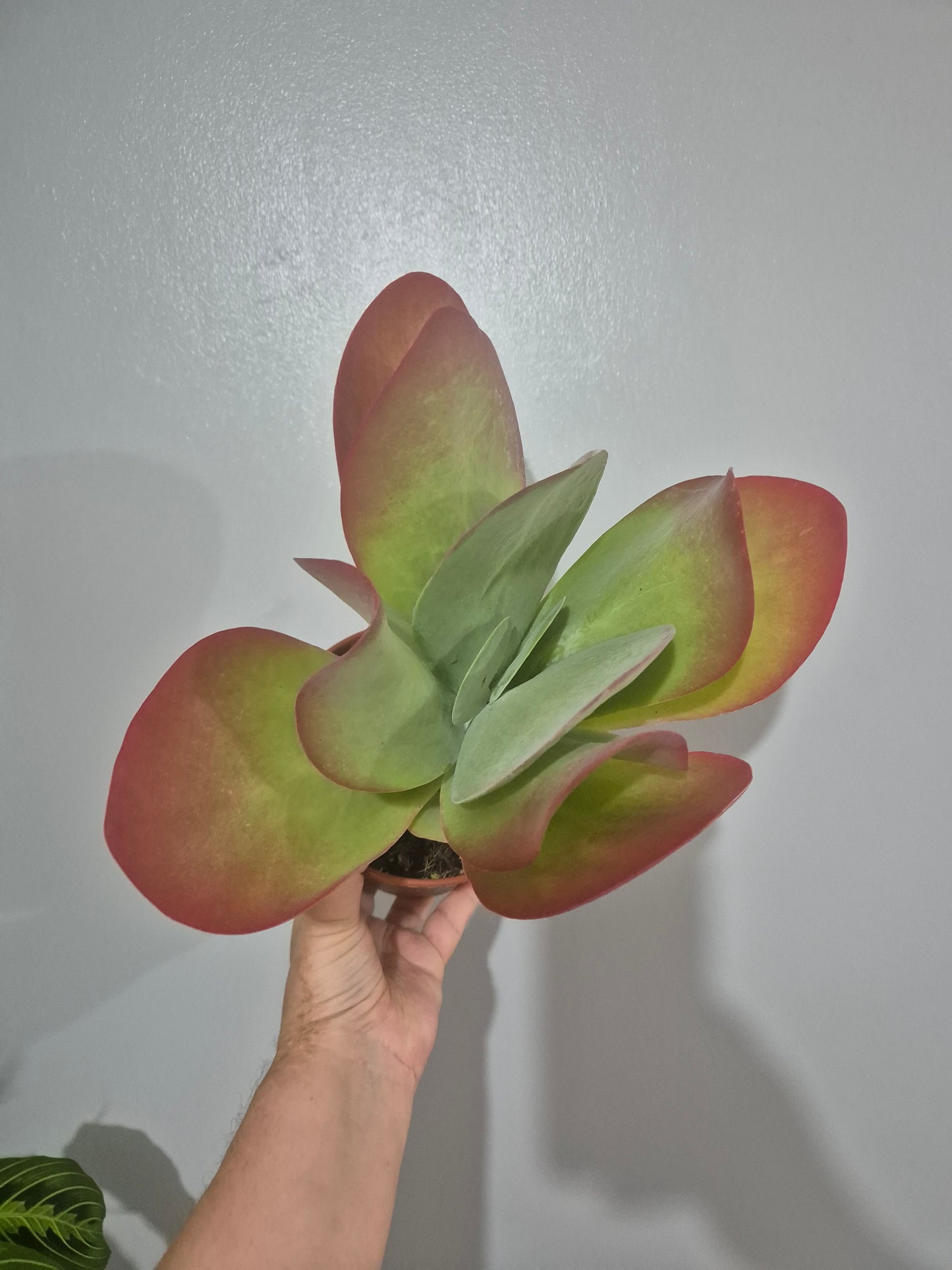 Kalanchoe thyrsiflora | Paddle Plant | Flapjack | 13cm pot | Large Plant