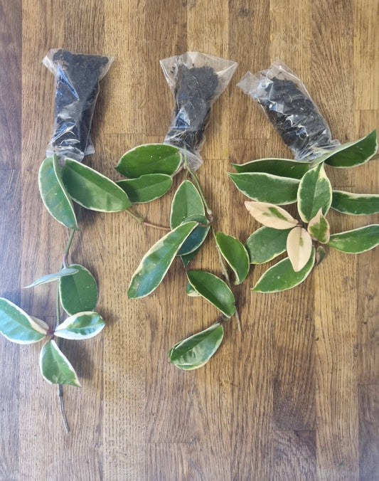 Hoya Carnosa Krimson Queen Variegated | Well Rooted Plant Rare wax plant cutting