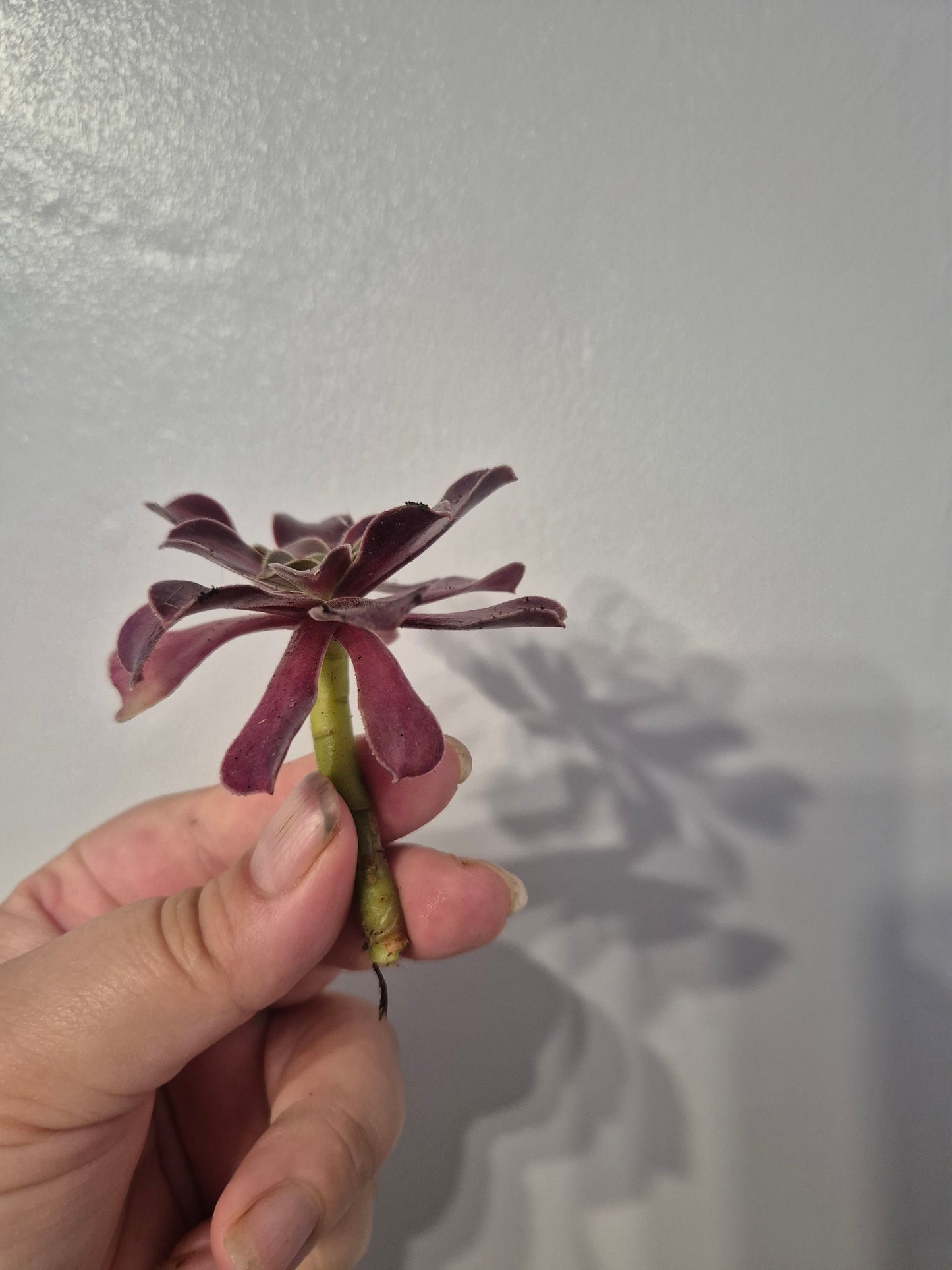 Aeonium Bundle Of 4 Unrooted | Pink Lady | Klimanjero | Toffee Apple |Black Rose