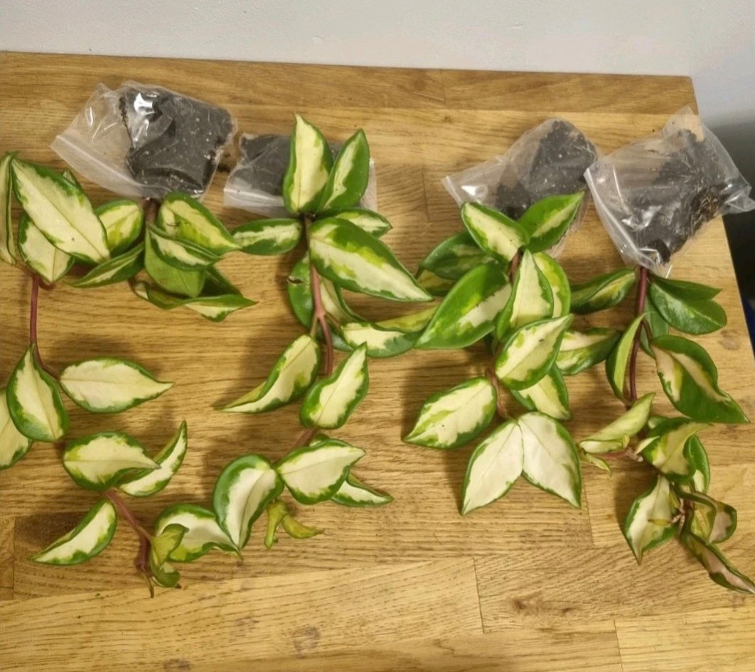Hoya Carnosa tricolor Well Rooted Plant Rare wax plant cutting