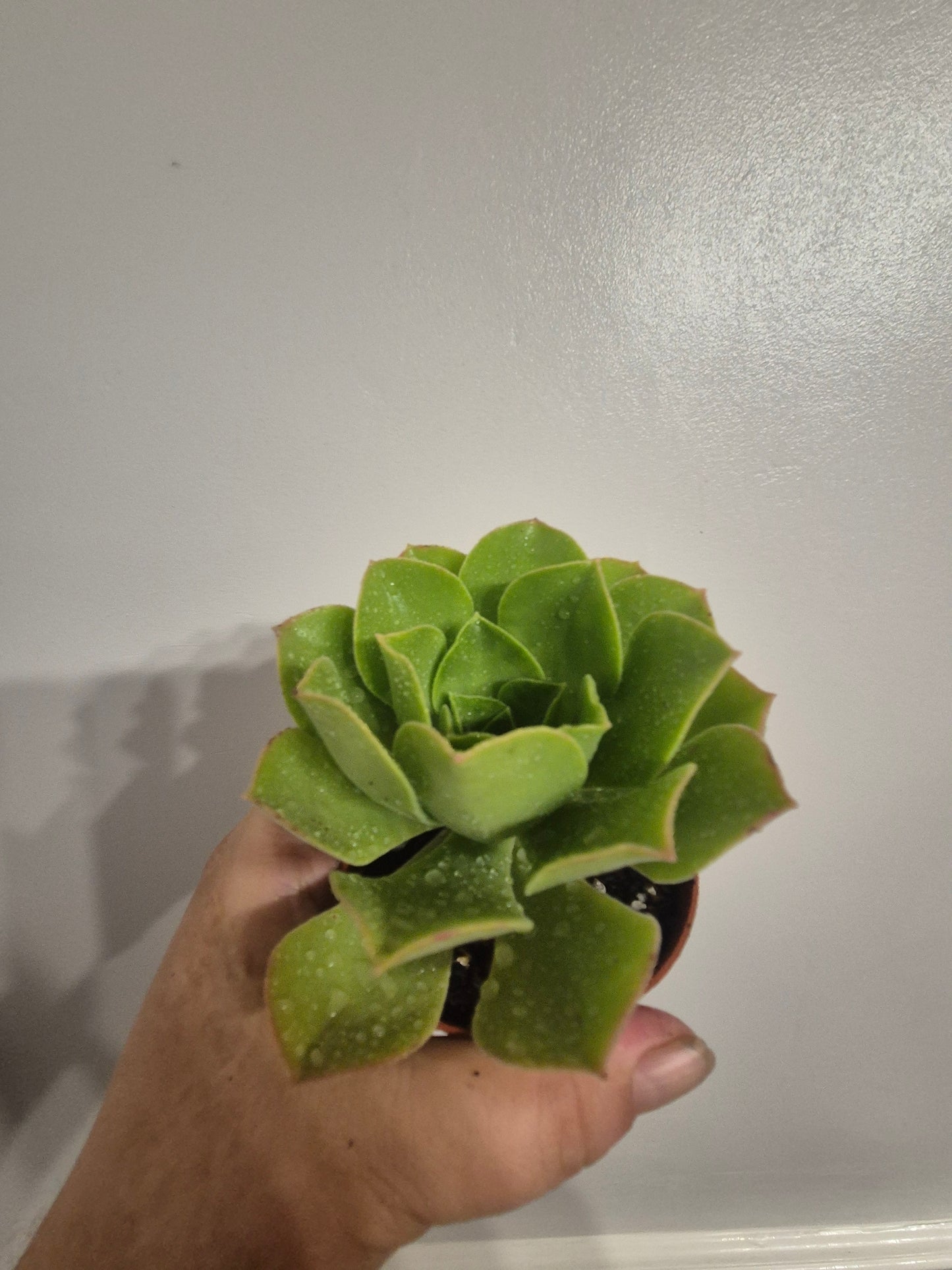 Aeonium caneriense variegated