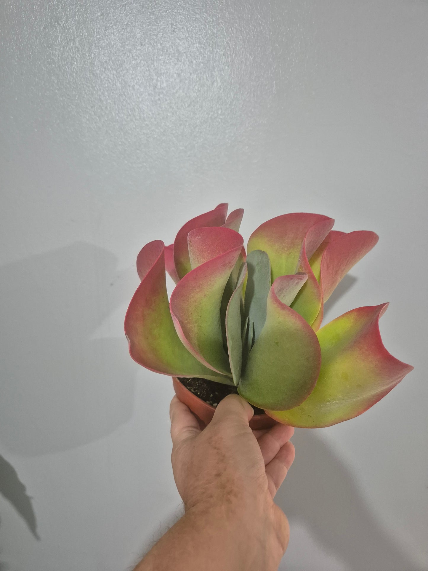 Kalanchoe thyrsiflora | Paddle Plant | Flapjack | 13cm pot | Large Plant