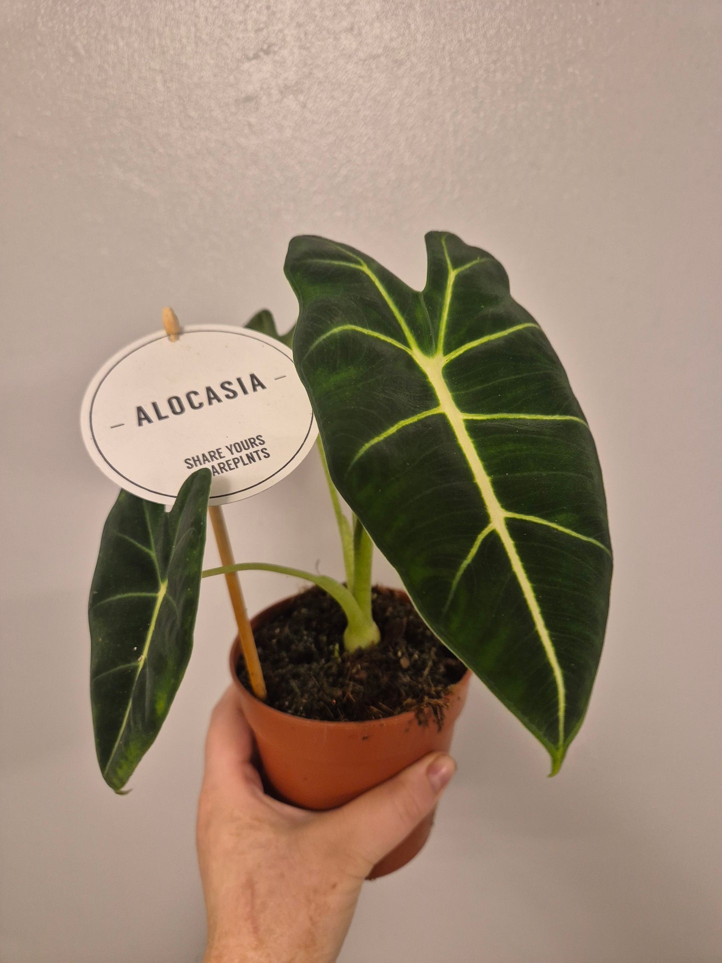 Alocasia Frydek Micholitziana | Velvet | Elephant Ear Plant | in a 12 cm pot