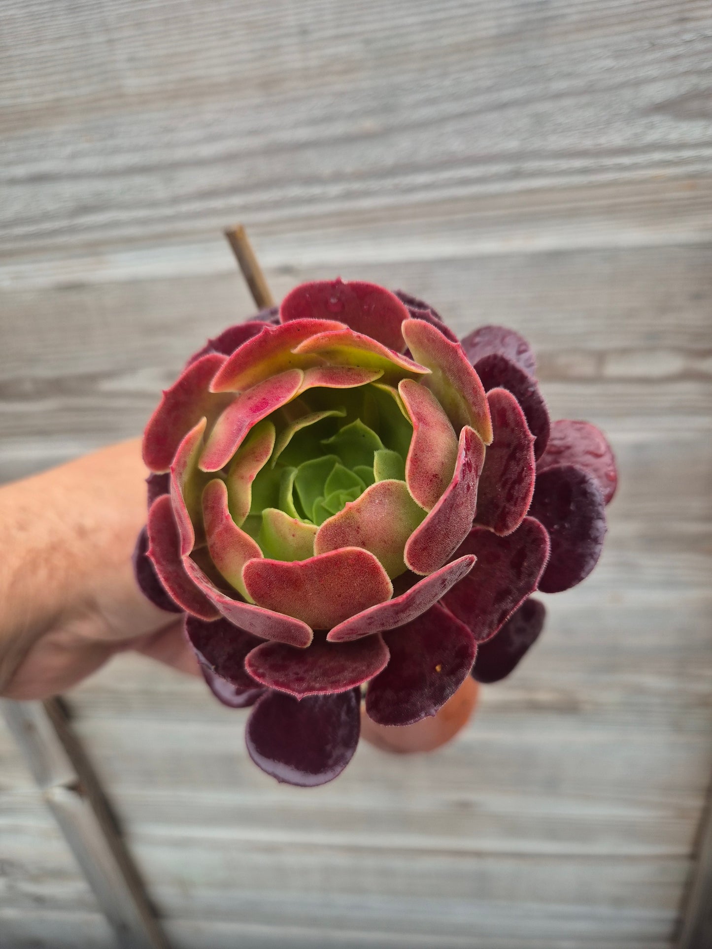 Aeonium Black Rose