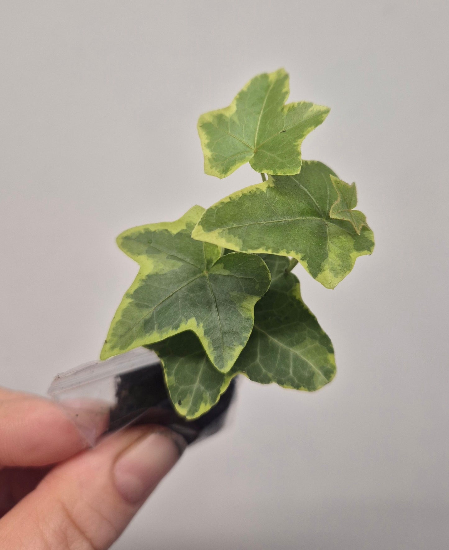 3x English Ivy Bundle | Plug Plant | White Ripple | Triangular | Goldchild ivy