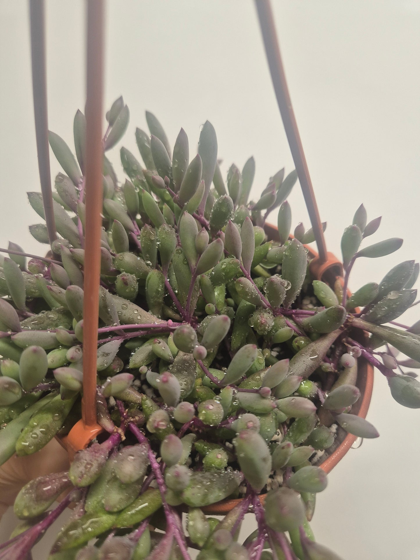Ruby Necklace Othonna capensis trailing succulent plant in 12cm hanging pot