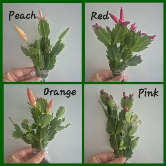 Christmas cactus | Bundle Of 4| Orange | Red | Pink | Peach | Schlumbergera