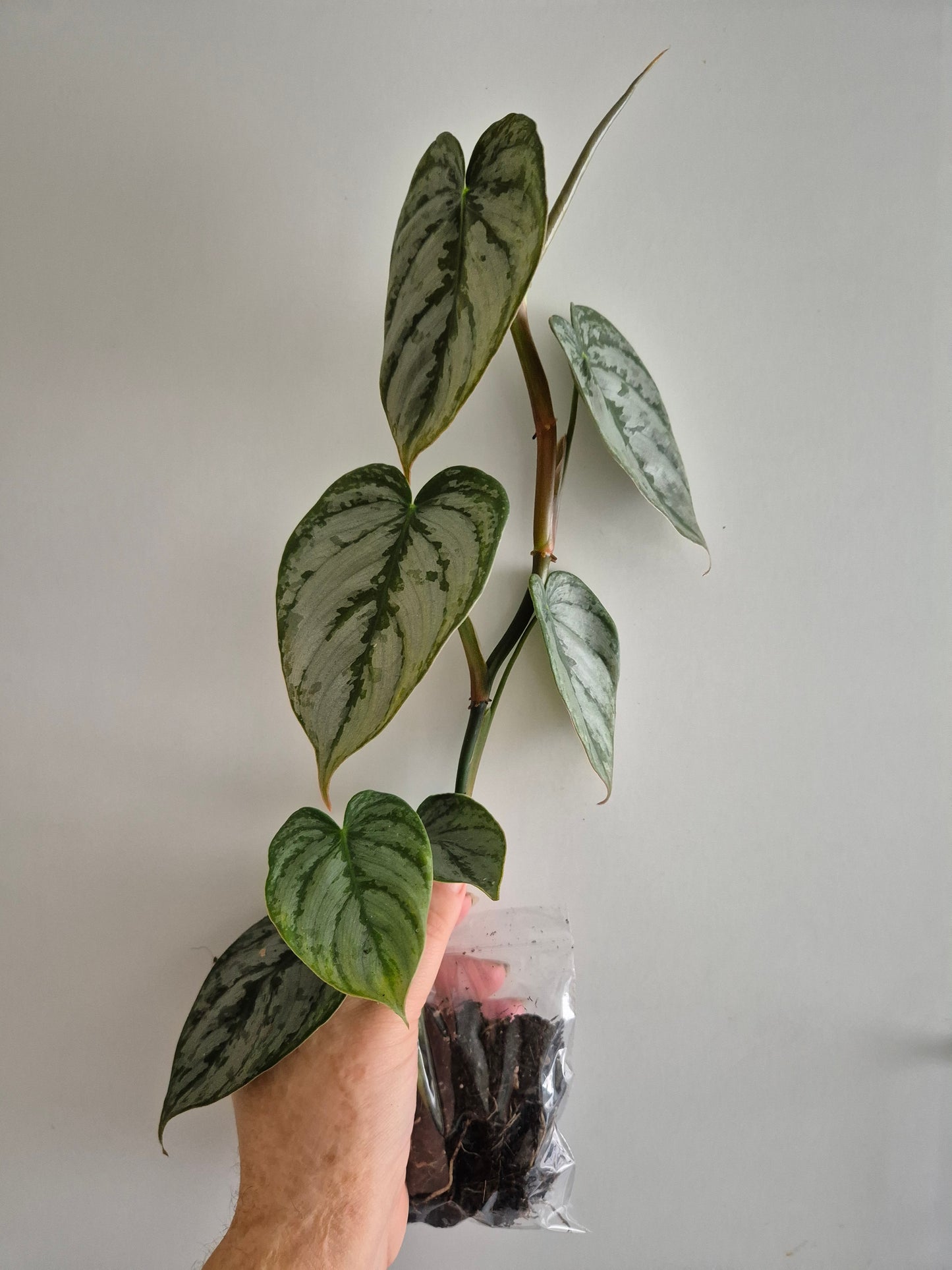 Philodendron Brandtianum | 6-7 leaf Plants | Bare Rooted | Rare Aroid Houseplant