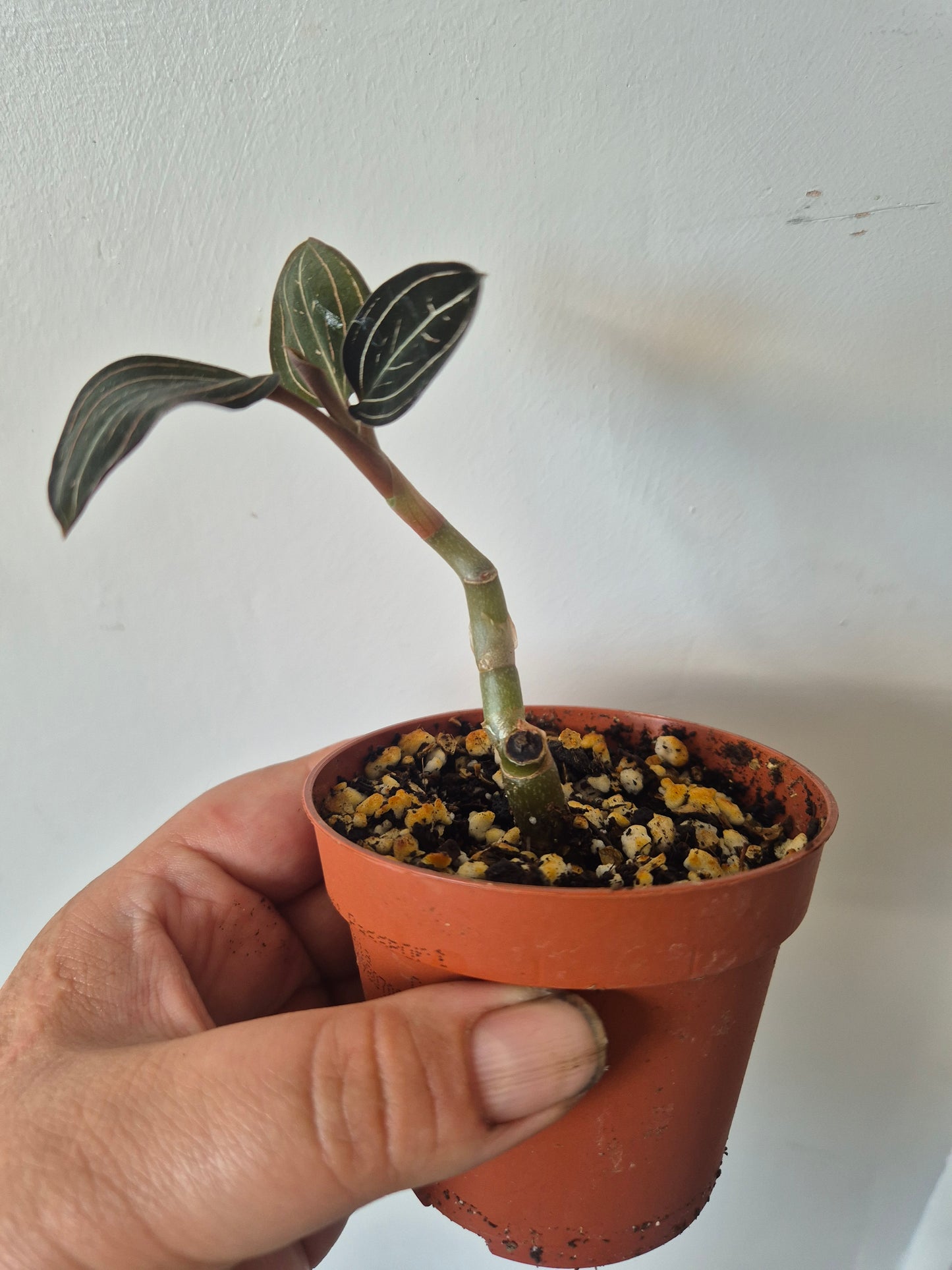Ludisia Discolor