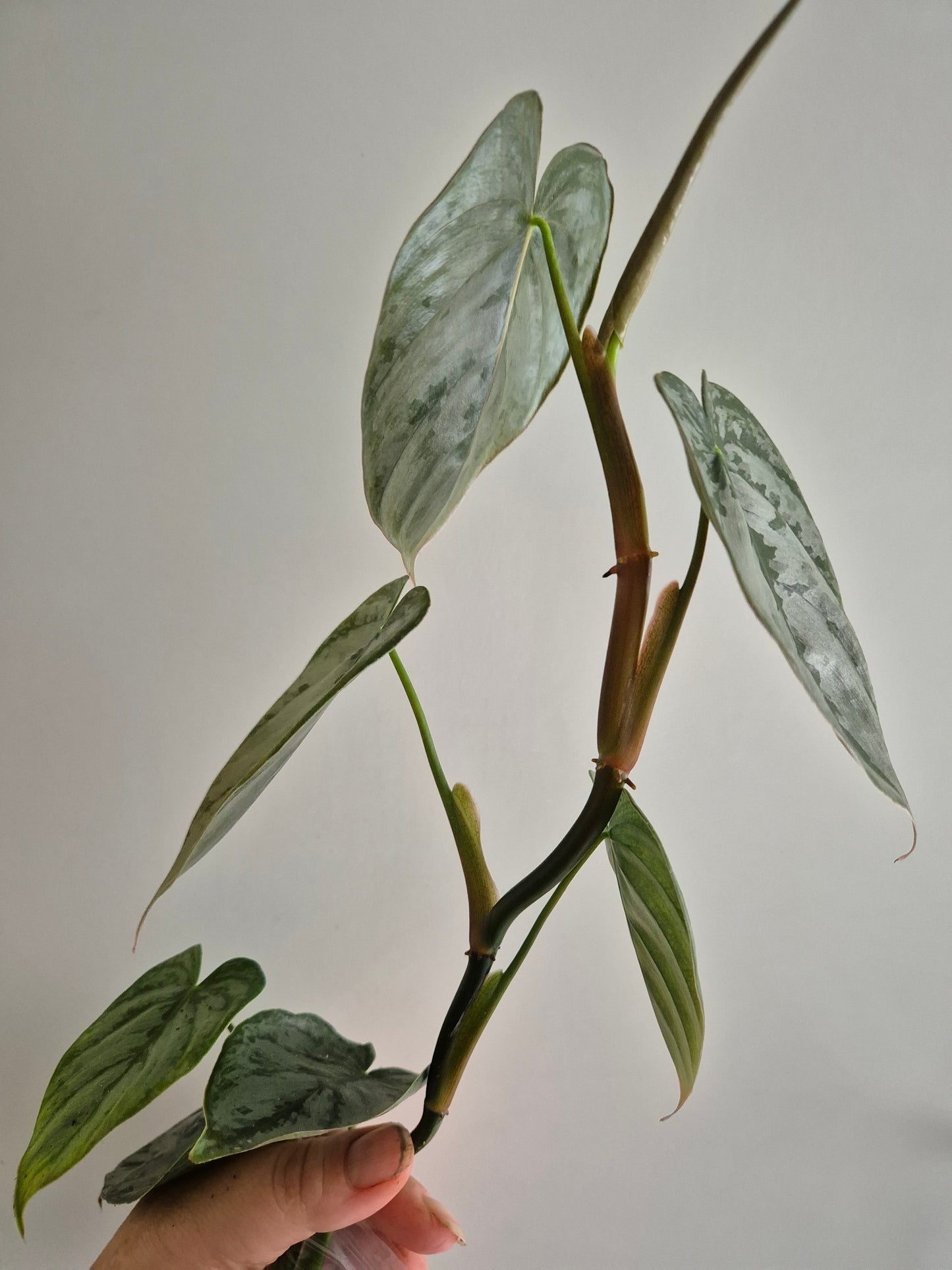 Philodendron Brandtianum | 6-7 leaf Plants | Bare Rooted | Rare Aroid Houseplant