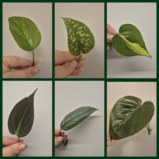 6x Pothos / Philodendron Cutting Bundle