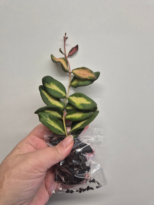 Hoya Burtoniae Variegated | Well Rooted Plant Rare wax plant cutting