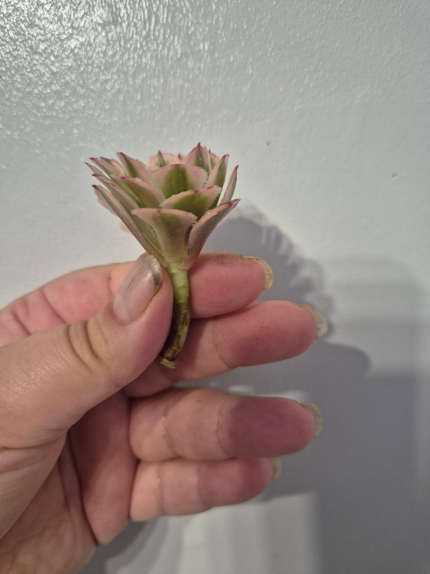 Aeonium Bundle Of 4 Unrooted | Super Bang | Mona Lisa| White Garnet | Mardi Gras