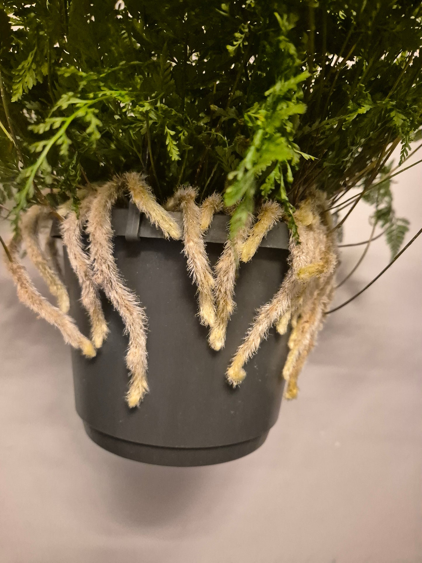 Rabbits Foot fern, 17cm Hanging, Davallia tyermannii Terantula Humata tyermanii