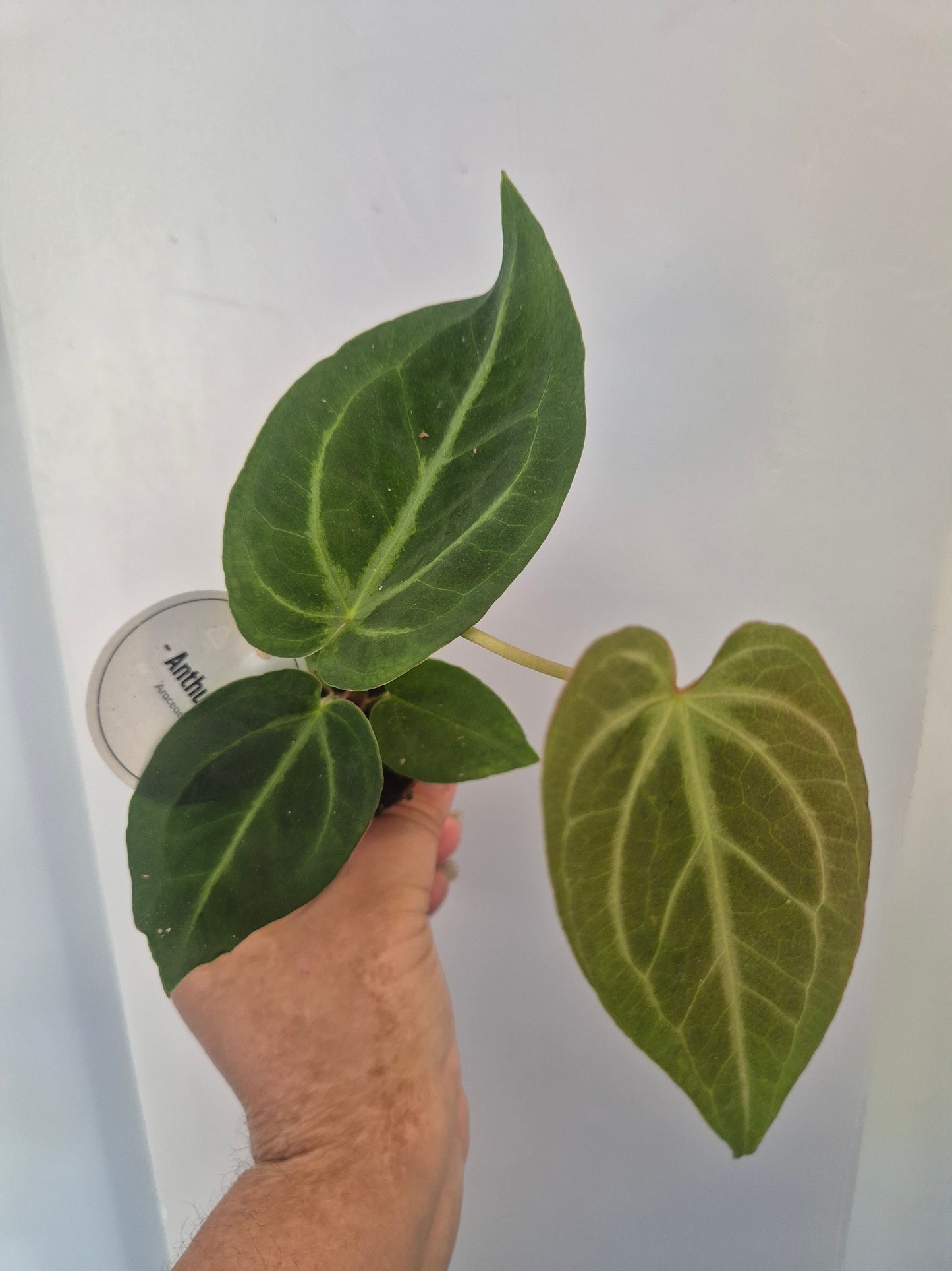 Anthurium Crystallinum | Rare Aroid Baby  Plant | 6cm pot