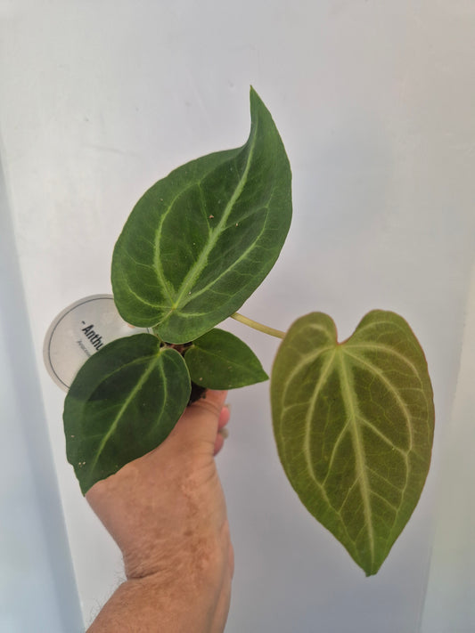 Anthurium Crystallinum | Rare Aroid Baby  Plant | 6cm pot