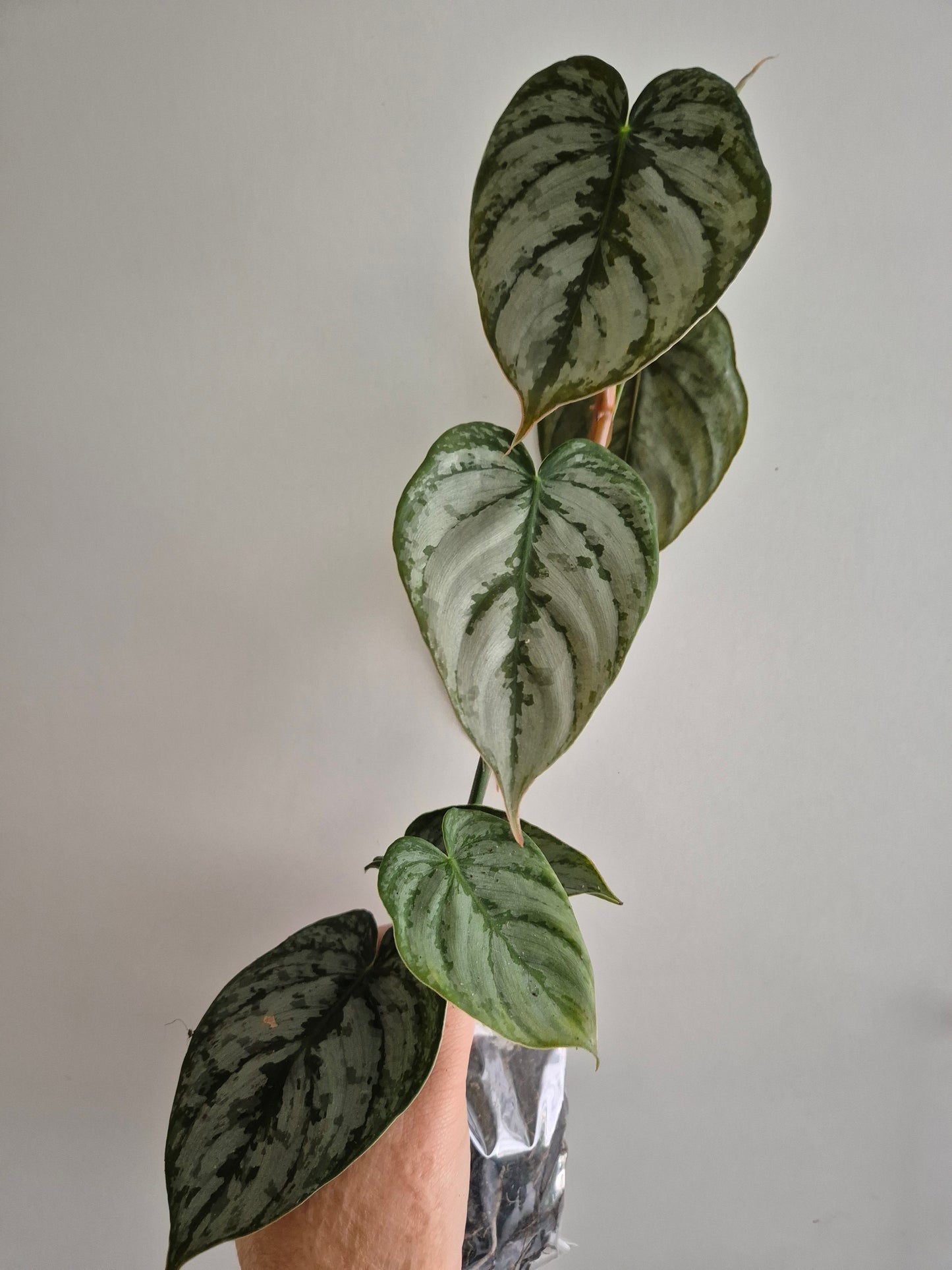 Philodendron Brandtianum | 6-7 leaf Plants | Bare Rooted | Rare Aroid Houseplant