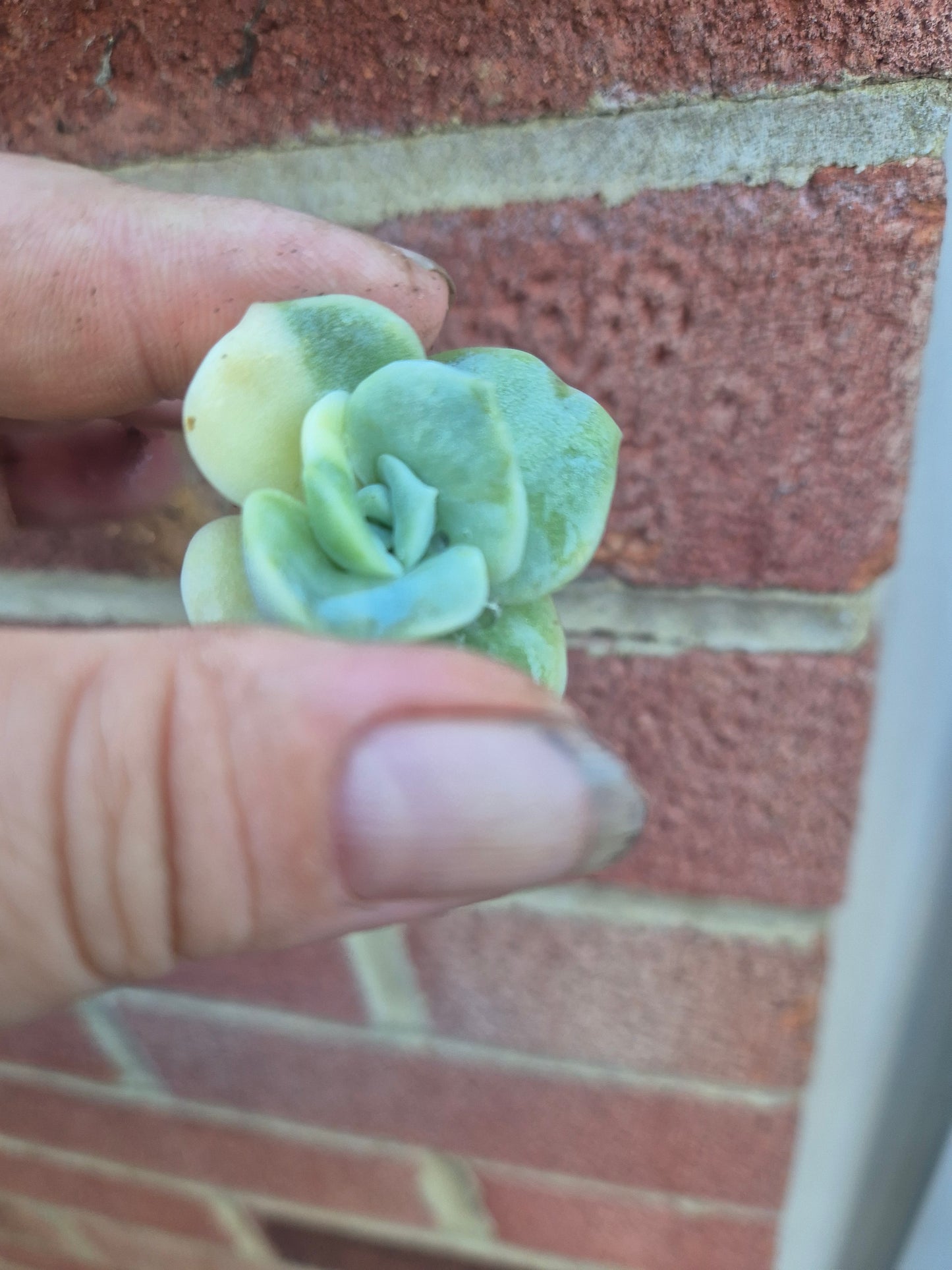 Lovely Rose Variegated