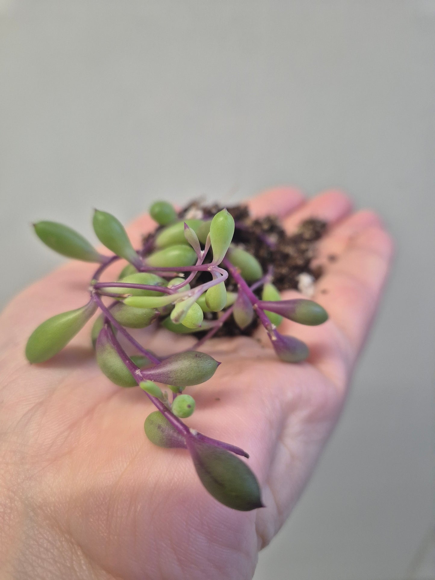 Ruby Necklace Othonna capensis trailing succulent plant starter plant Bare Root