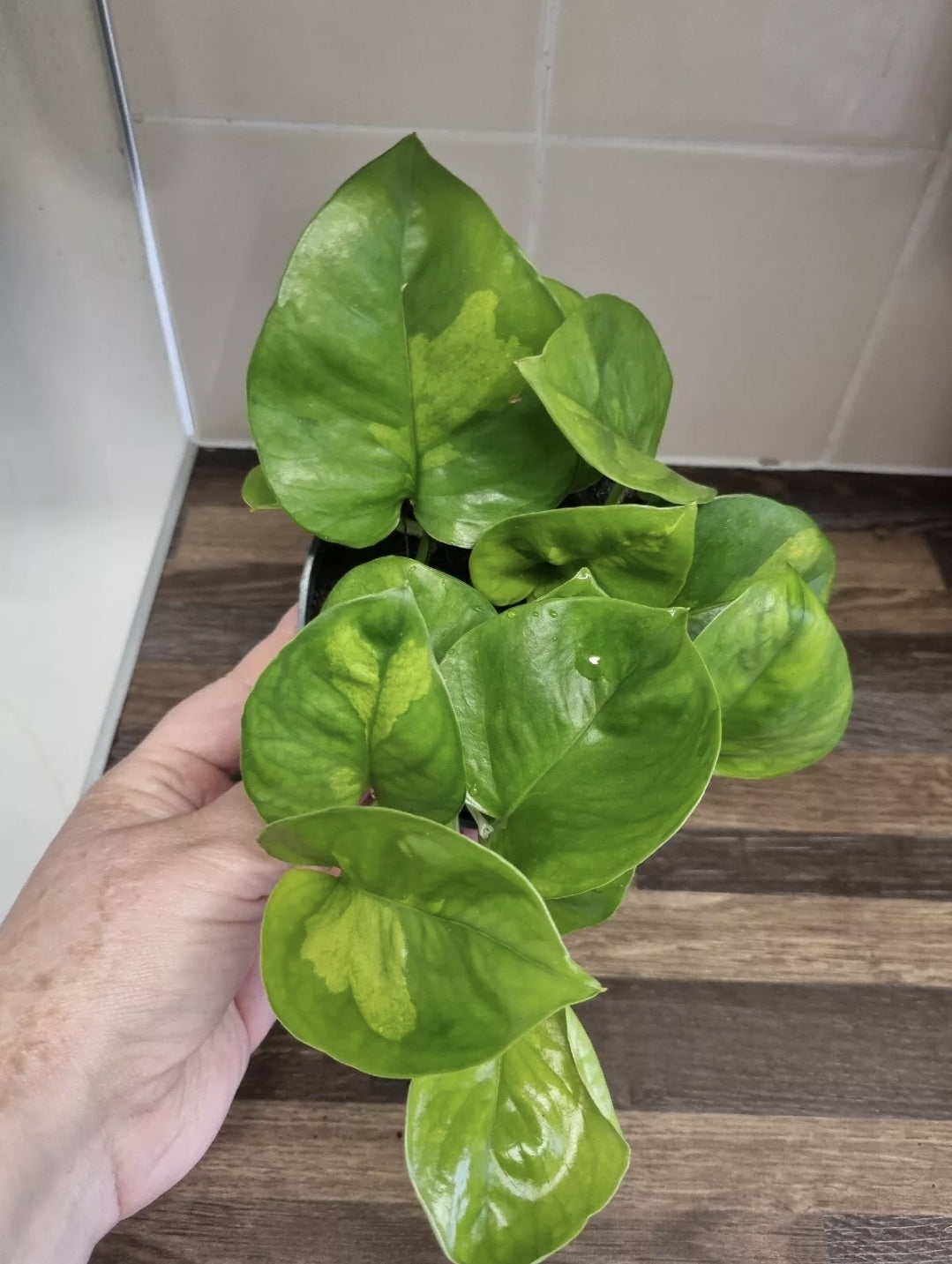 RARE Epipremnum Aureum Global Green Pothos House plant In 12cm Hanging Pot
