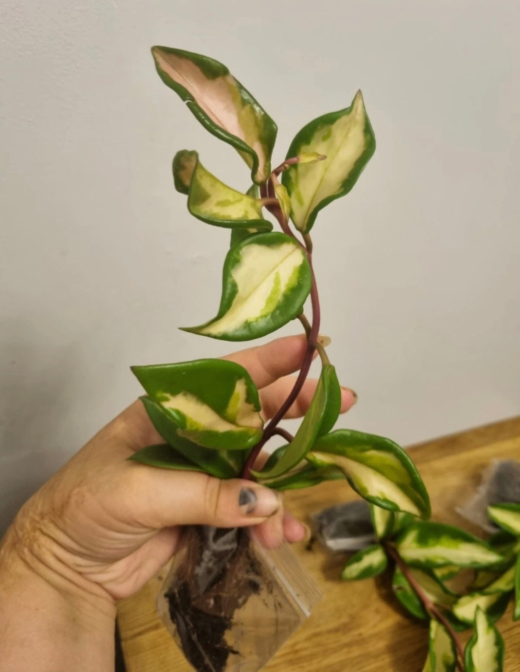 Hoya Carnosa tricolor Well Rooted Plant Rare wax plant cutting